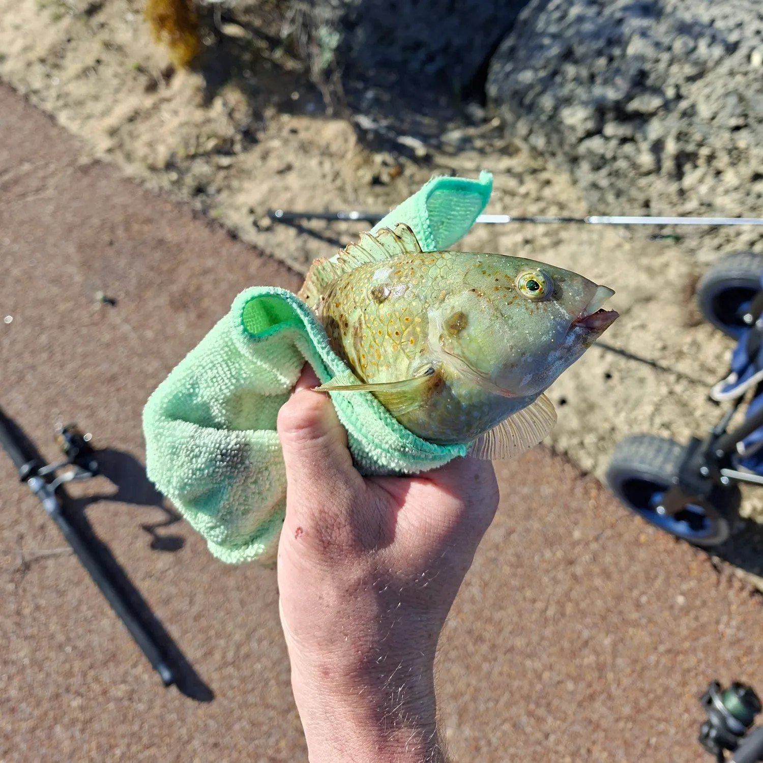 Brownspotted wrasse caught on Fishbrain