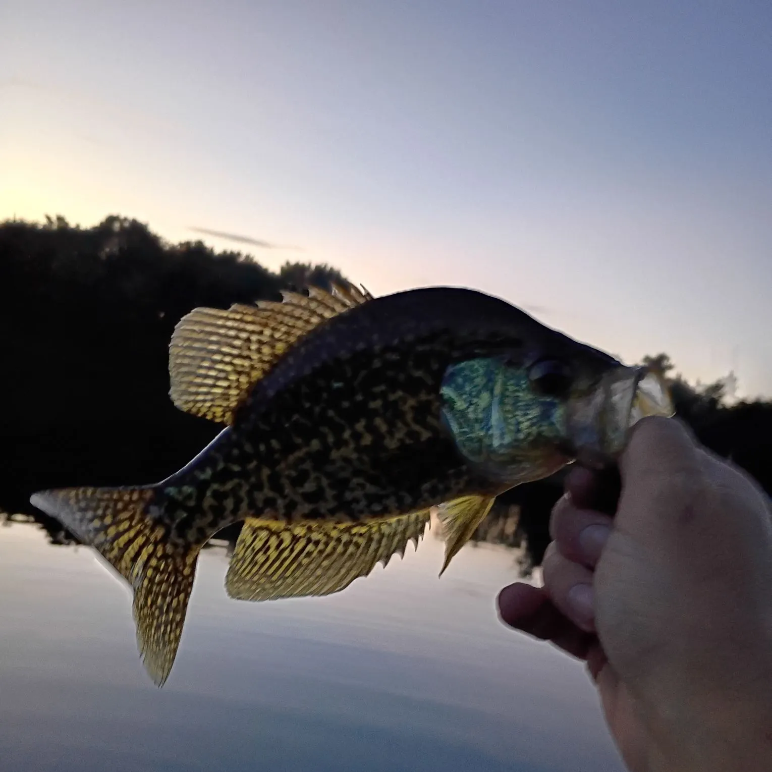 Black crappie caught on Fishbrain