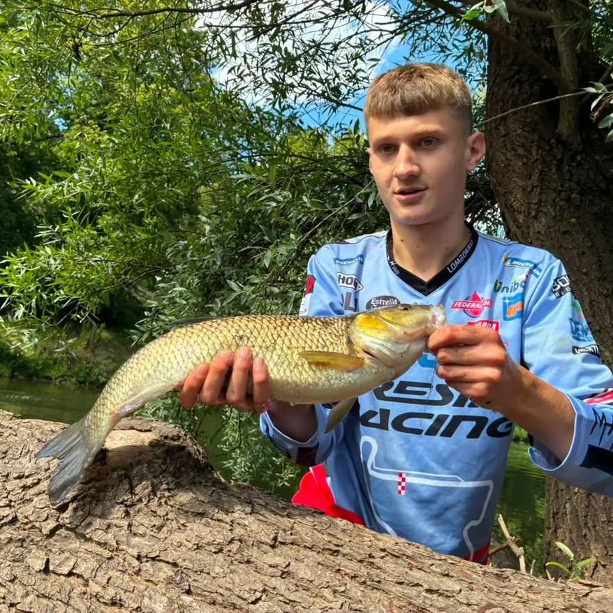European chub caught on Fishbrain