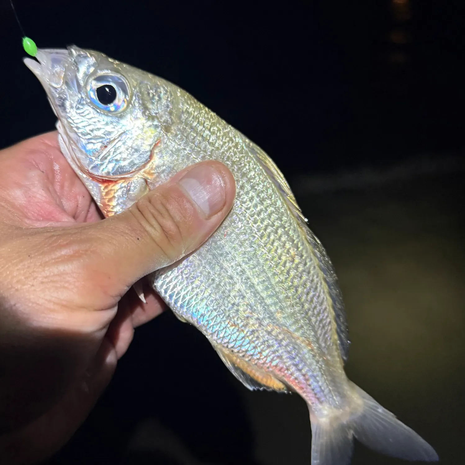 The most recent Yellowfin mojarra catches on Fishbrain