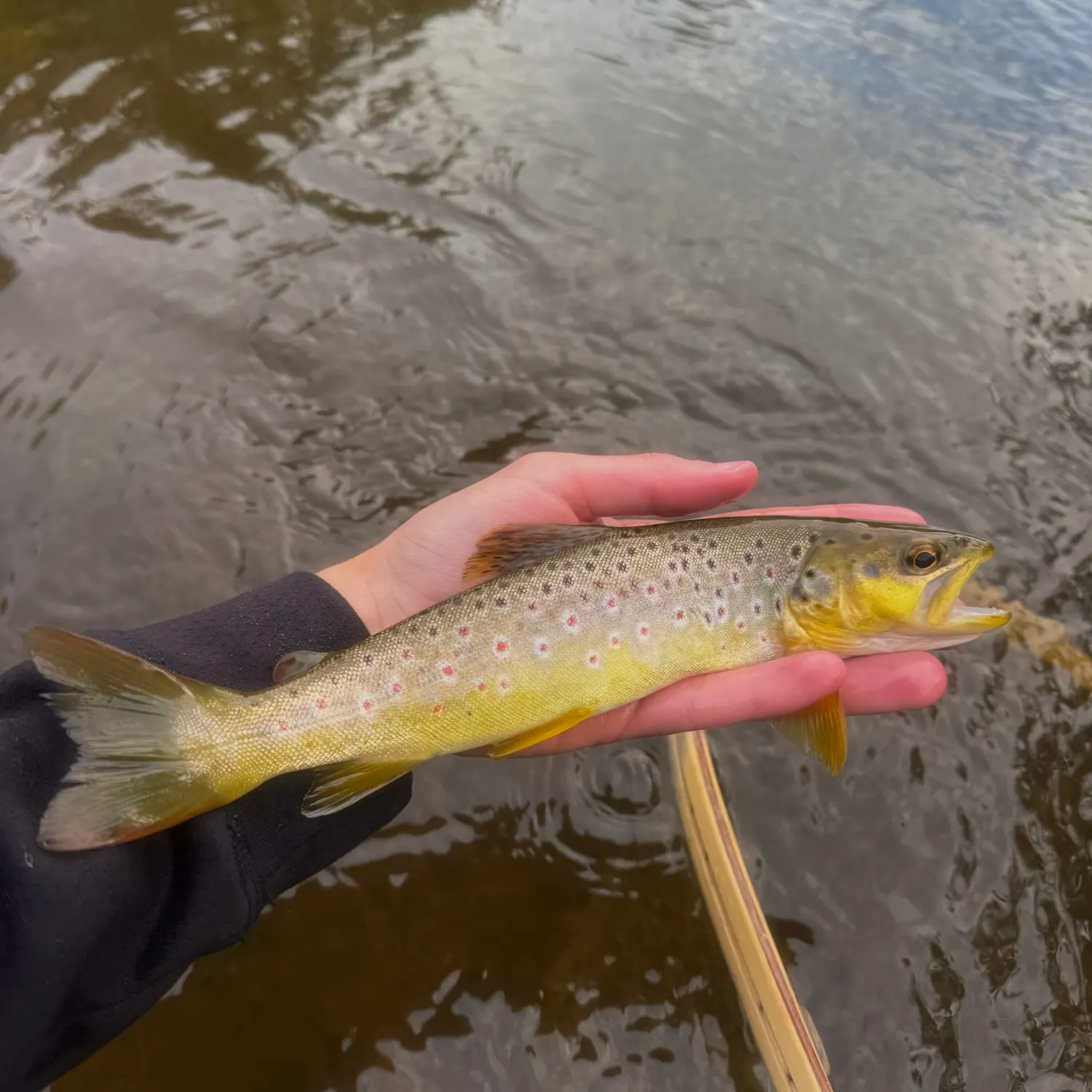 Brown trout caught on Fishbrain