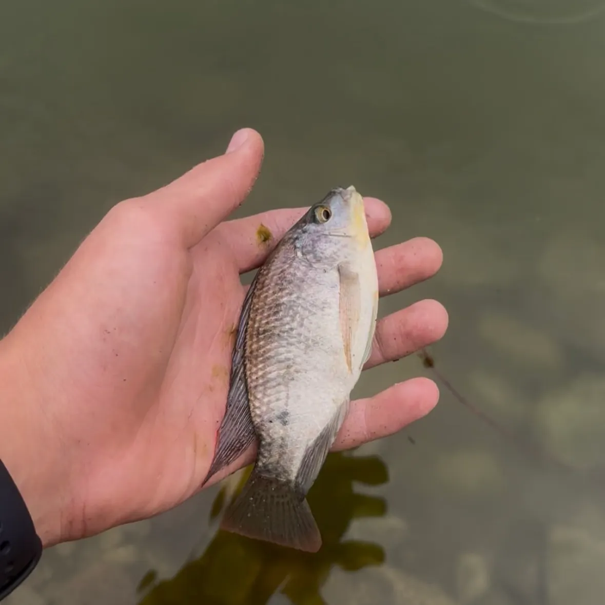 The most recent Mozambique tilapia catches on Fishbrain