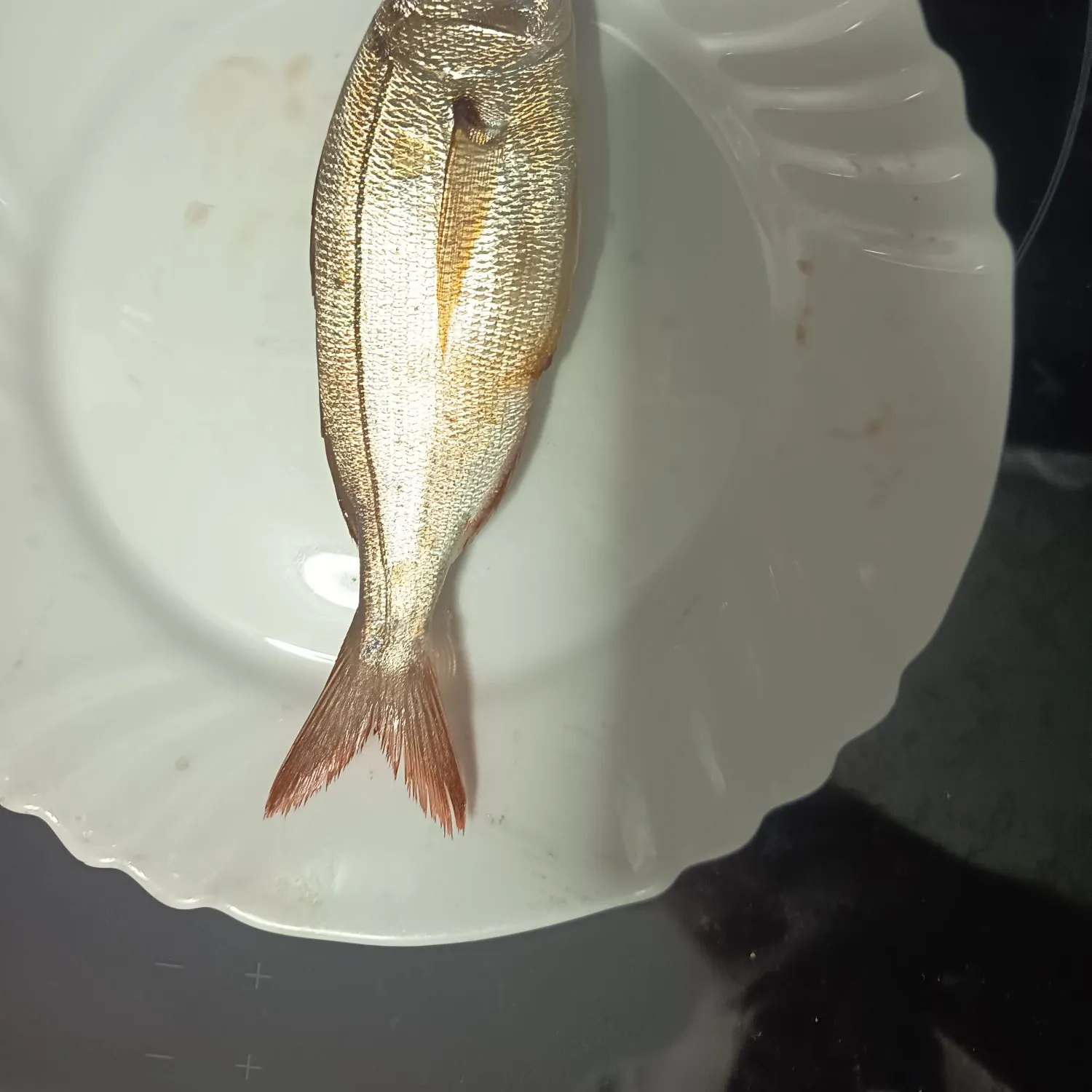 The most recent Axillary seabream catches on Fishbrain