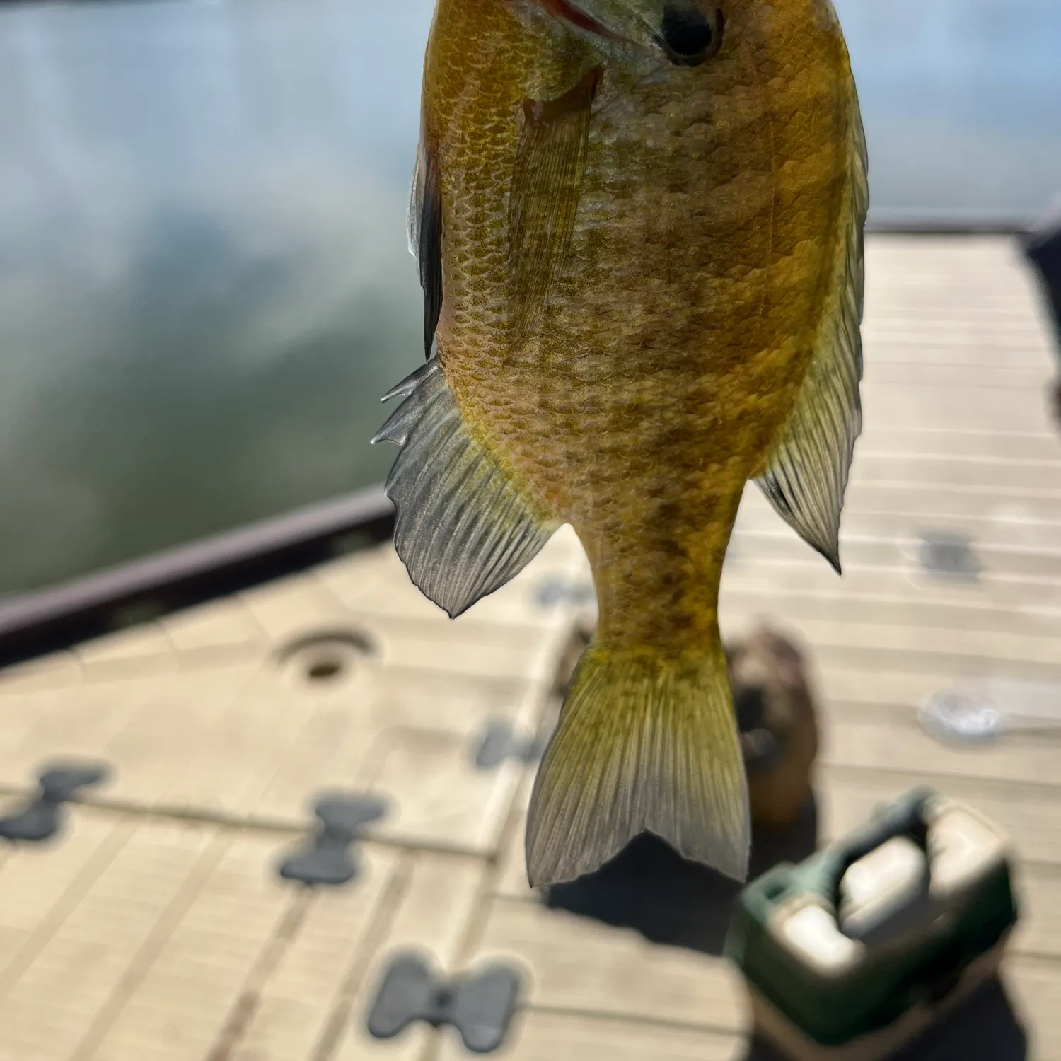 Fish caught on Fishbrain