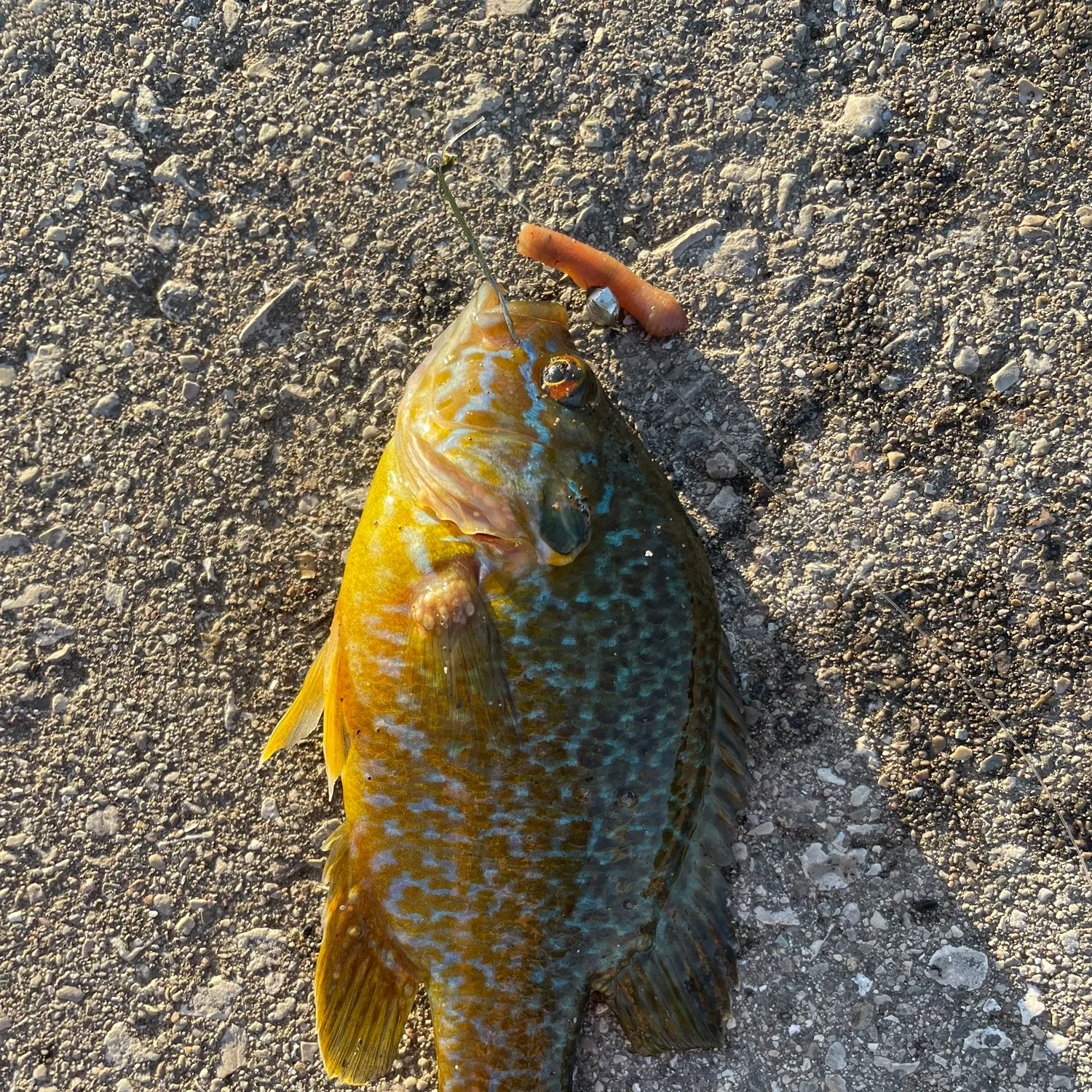 Greengill hybrid caught on Fishbrain