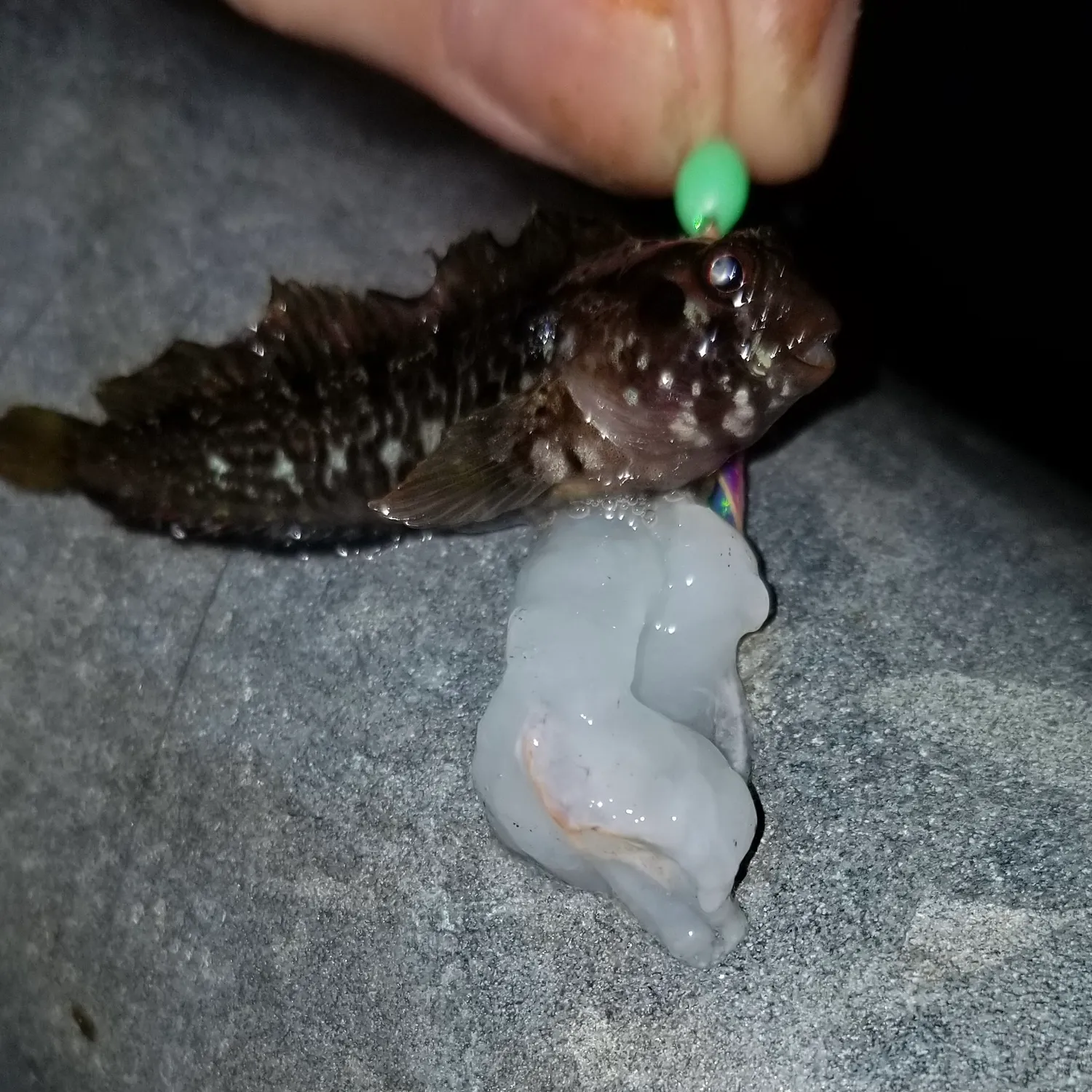 The most recent Shanny catches on Fishbrain