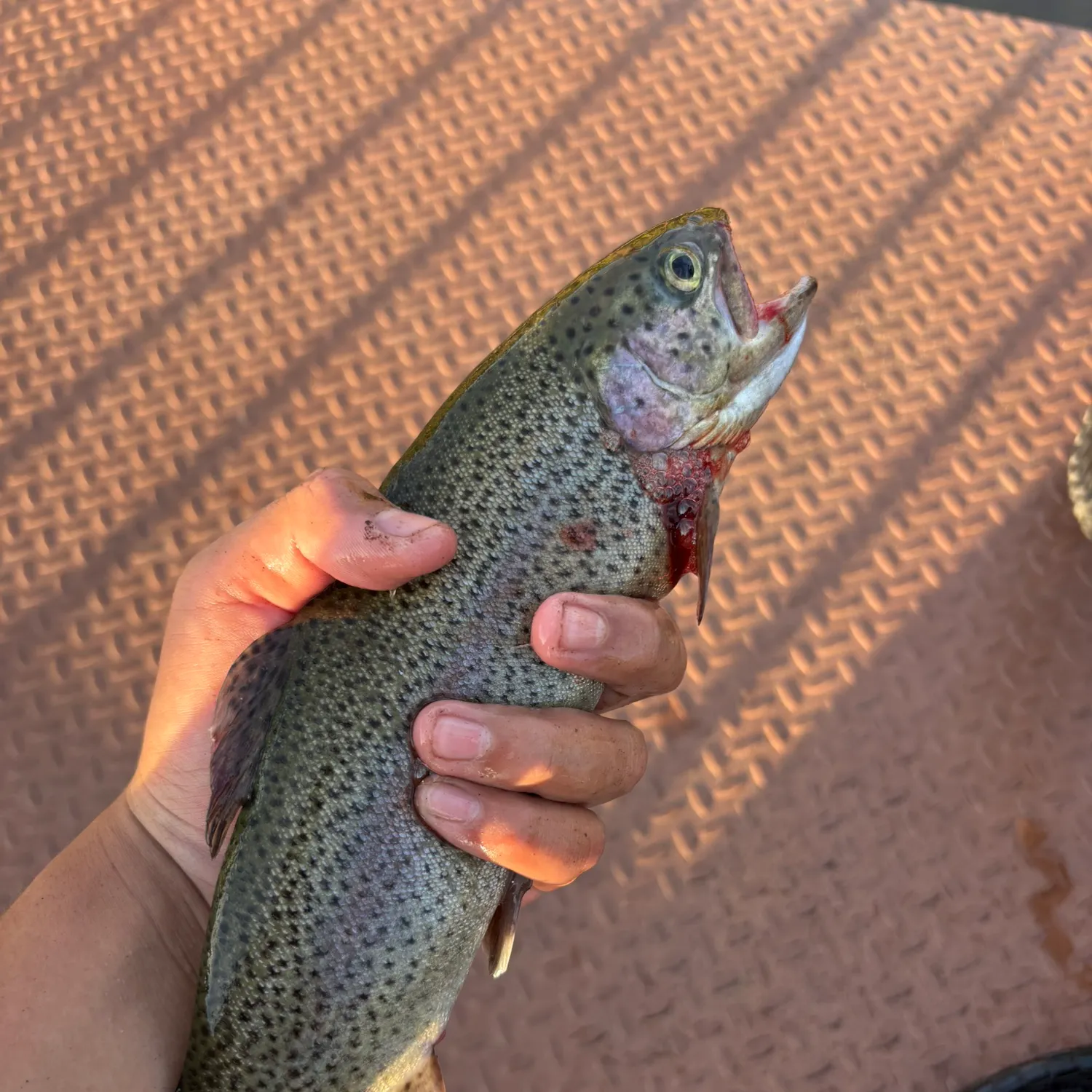 Rainbow trout caught on Fishbrain