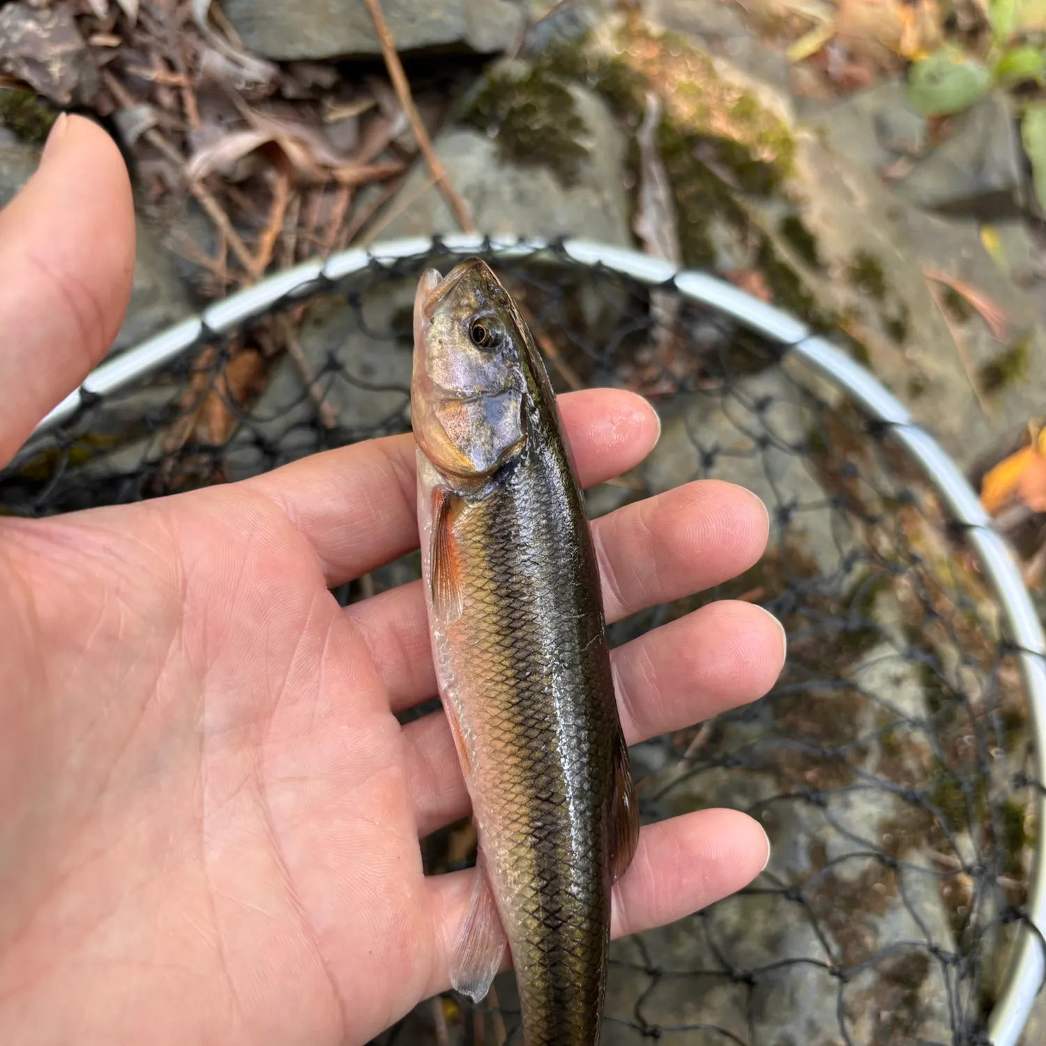 Creek chub caught on Fishbrain