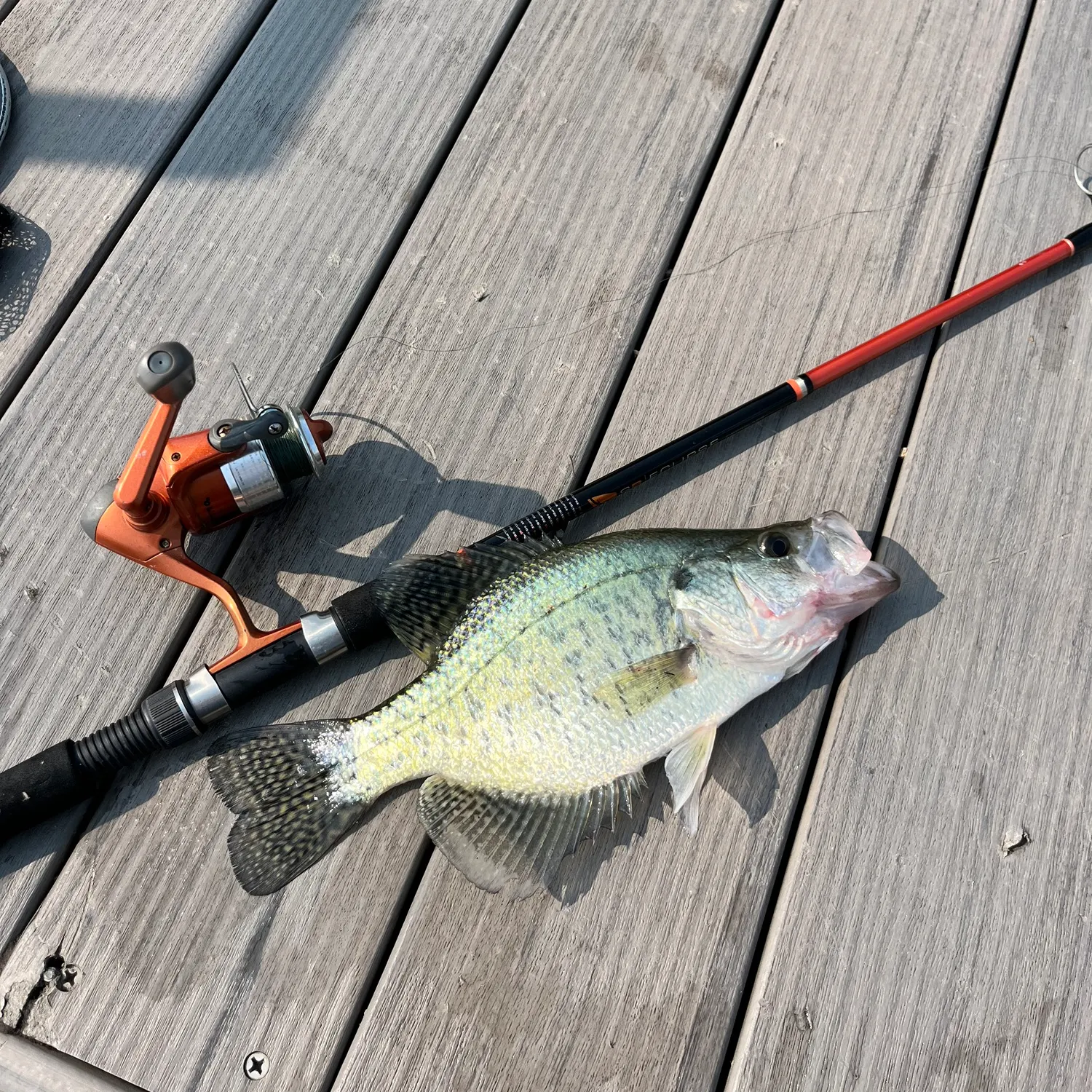 Black crappie caught on Fishbrain