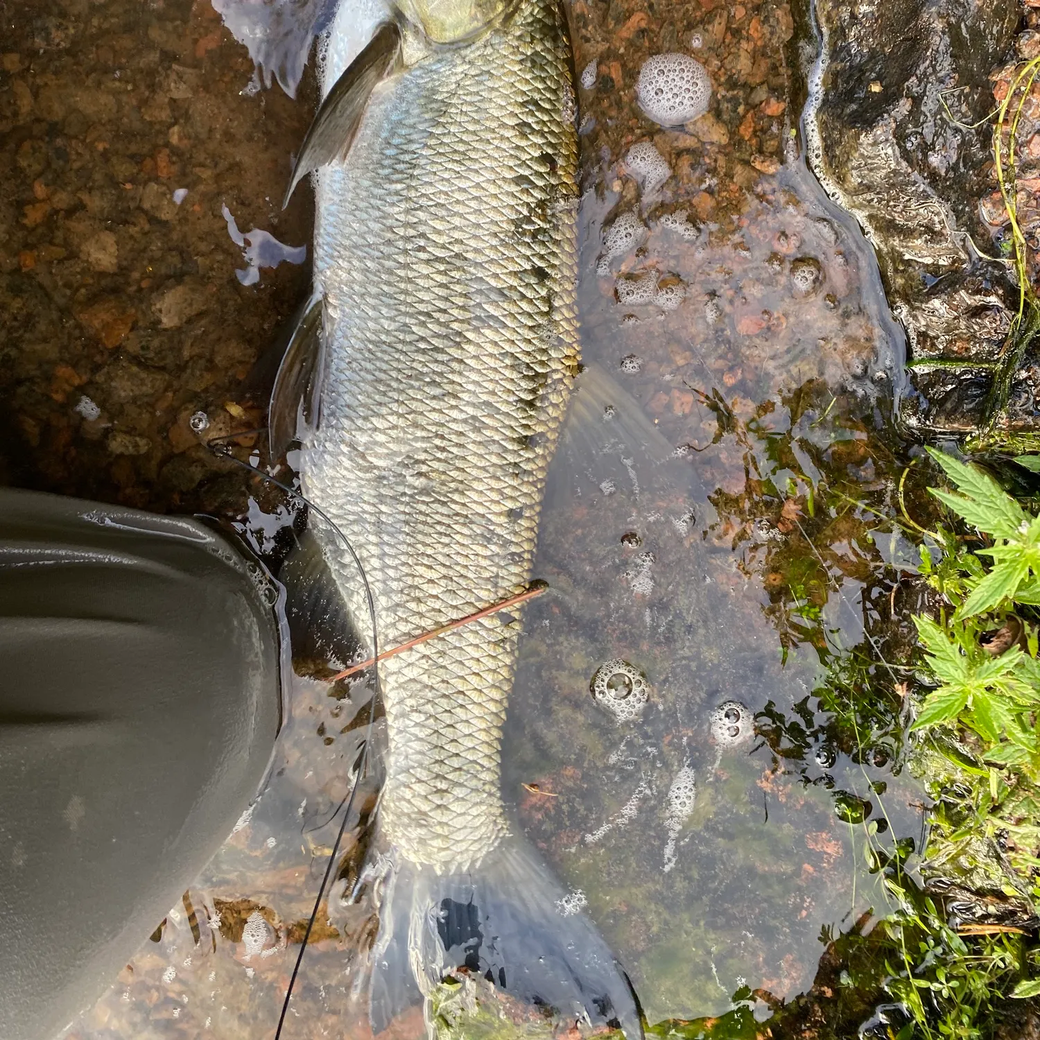 Asp caught on Fishbrain