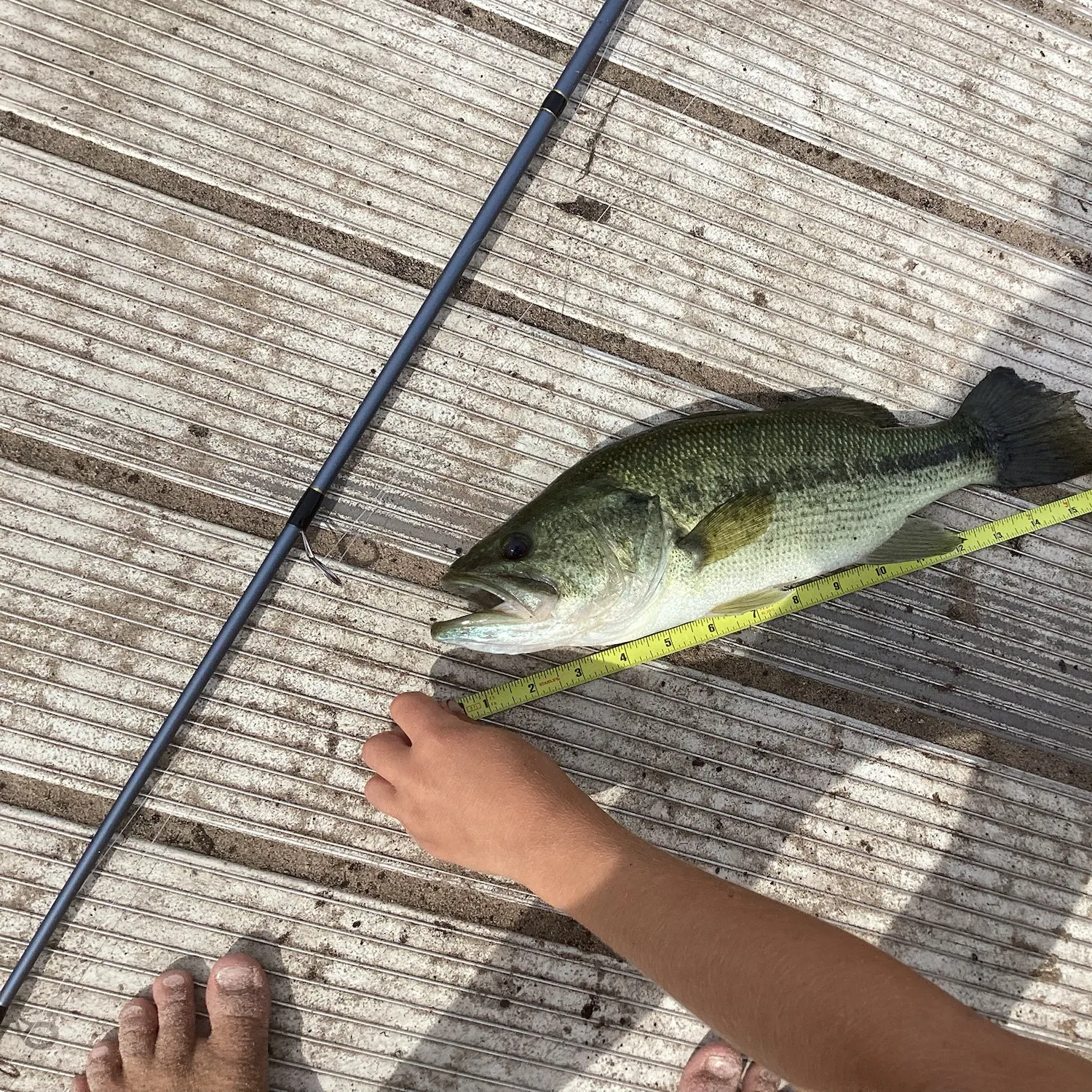 Largemouth bass caught on Fishbrain