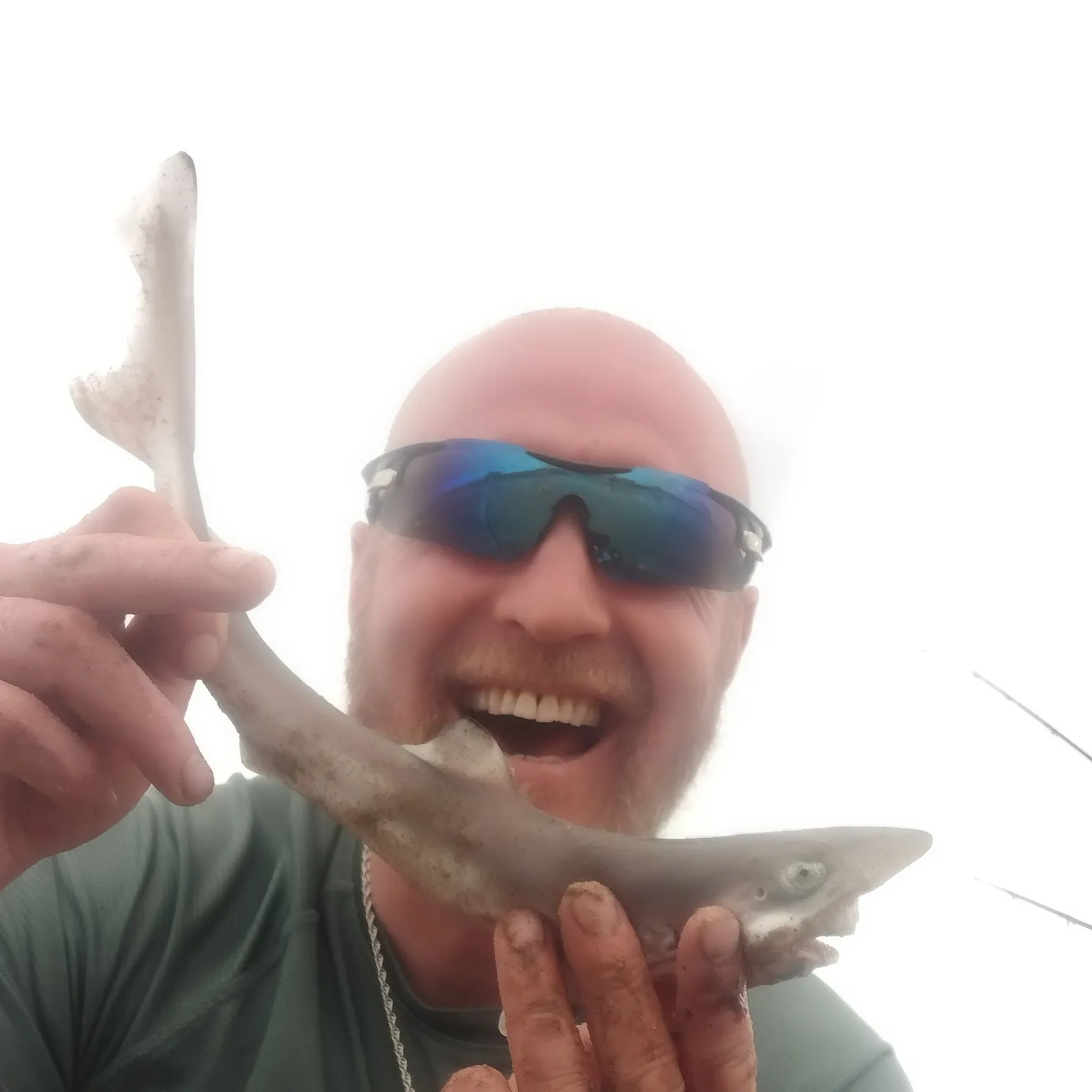 The most recent Tope shark catches on Fishbrain