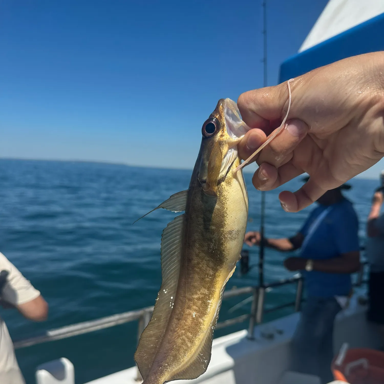 The most recent Red hake catches on Fishbrain