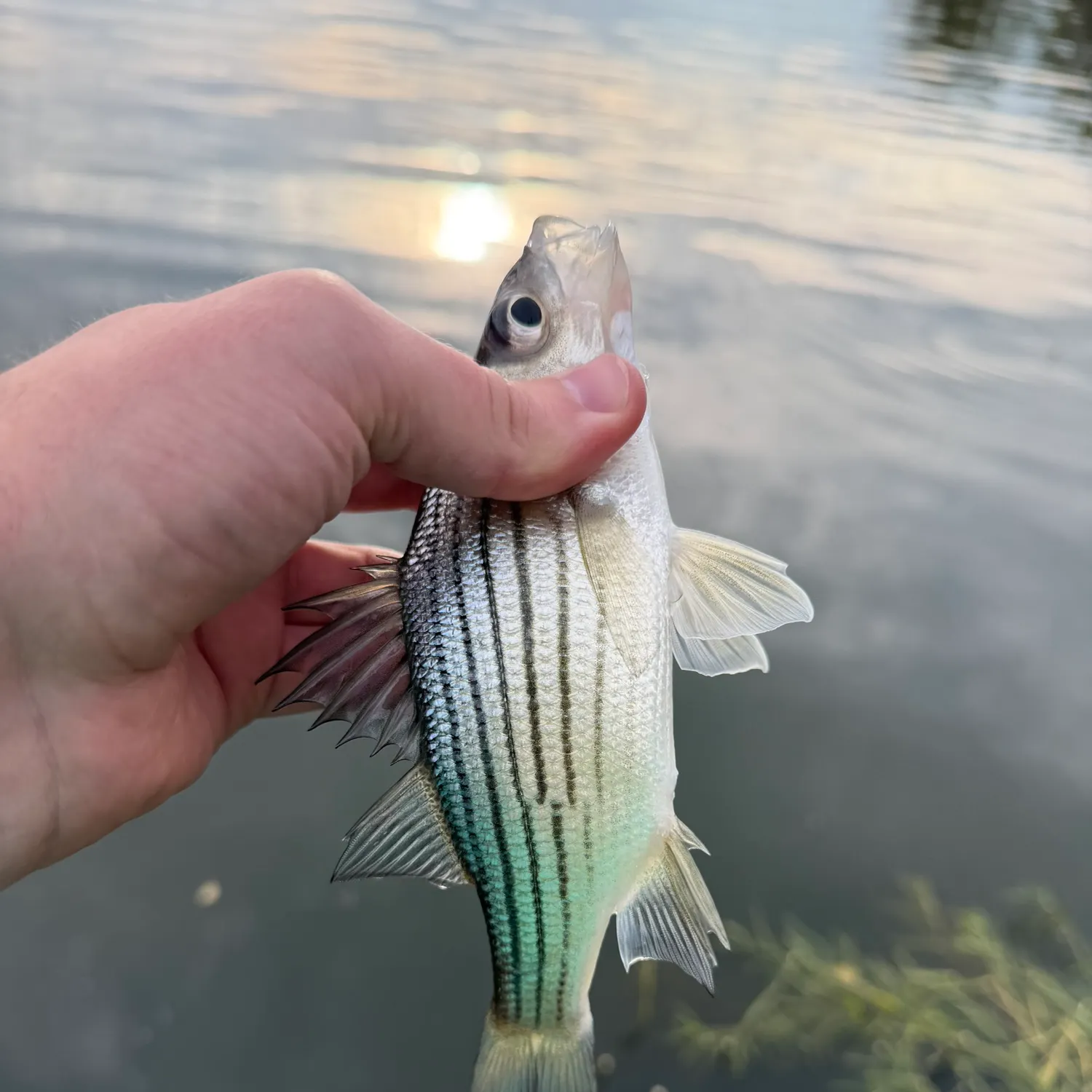 The most recent Yellow bass catches on Fishbrain