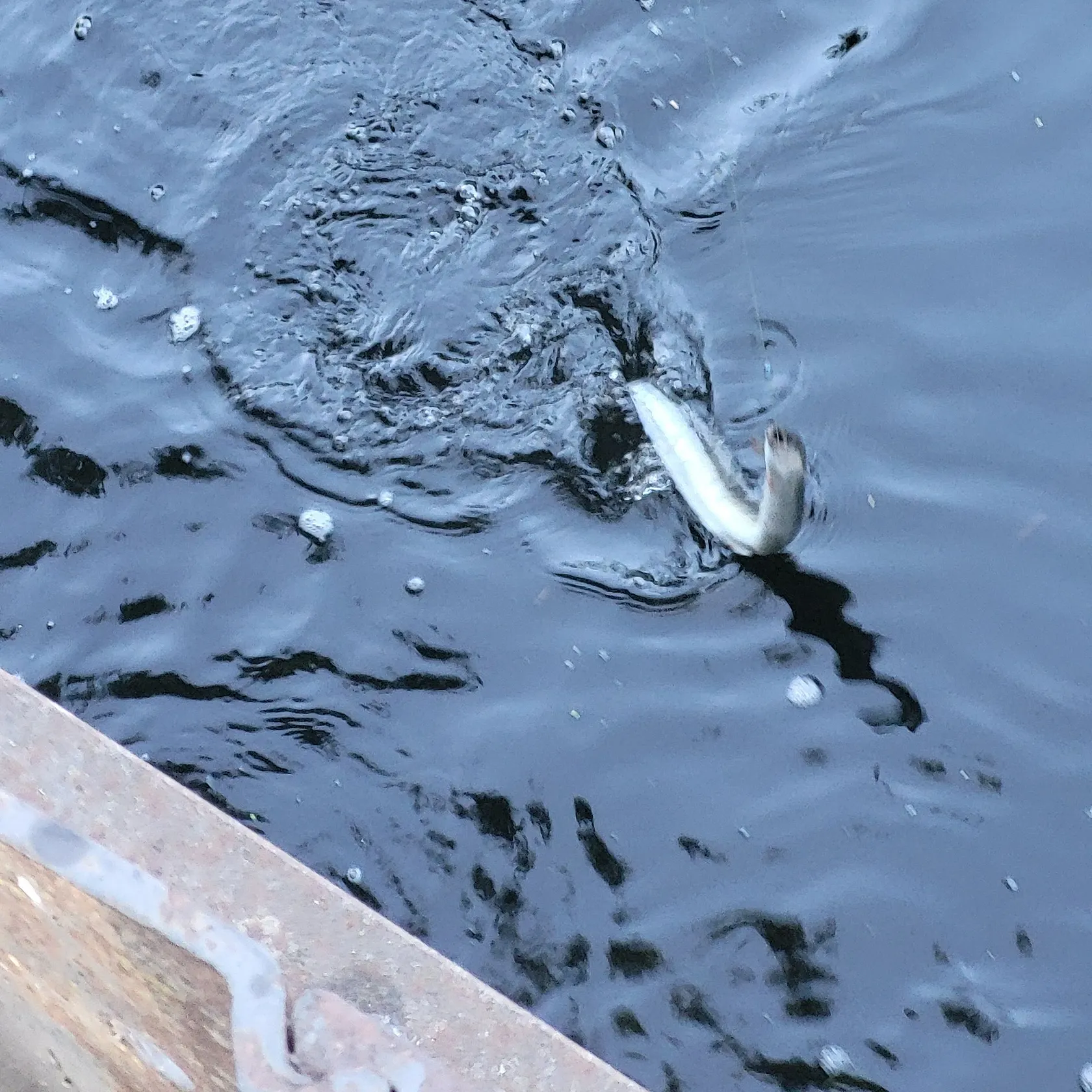 The most recent European eel catches on Fishbrain