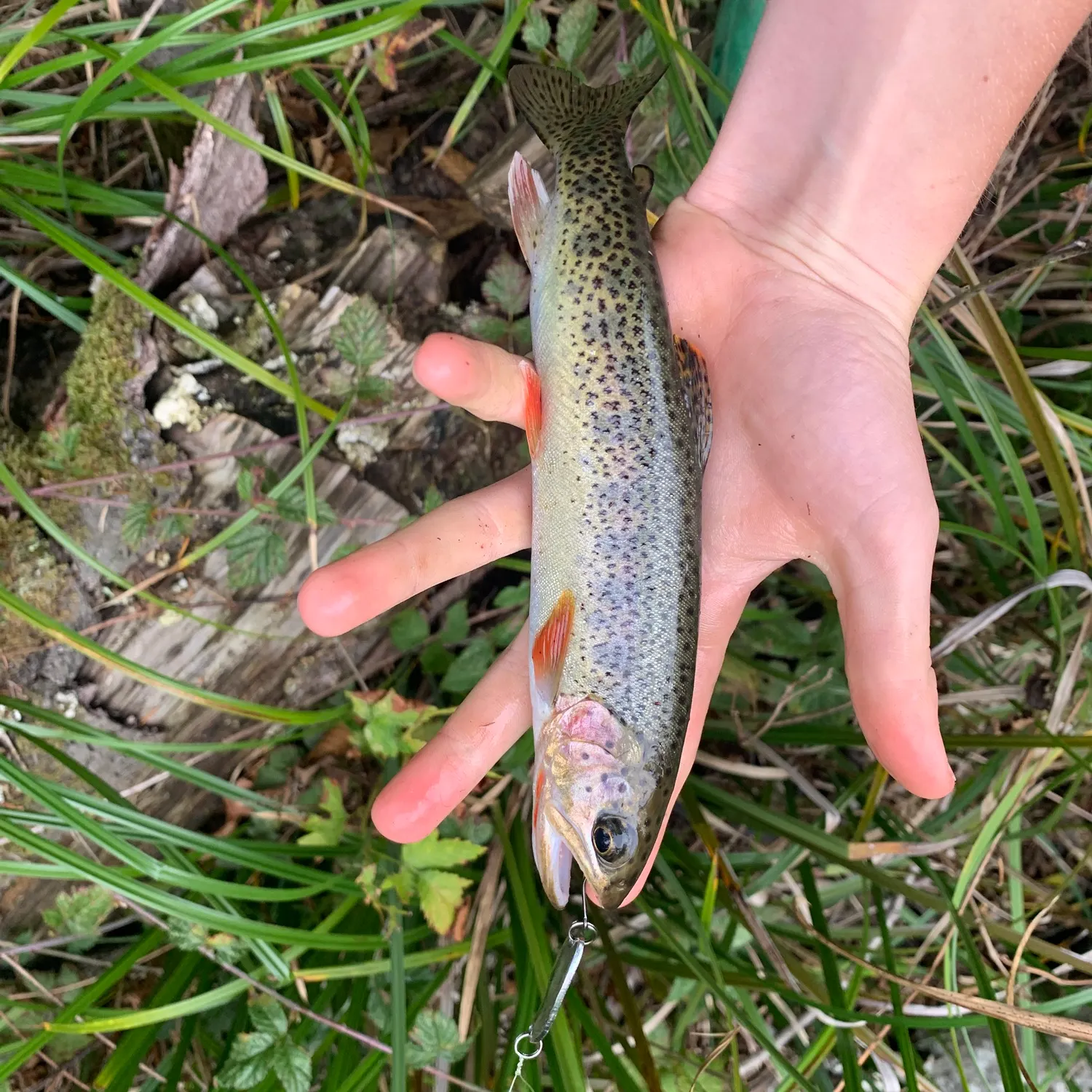 Coastal cutthroat trout caught on Fishbrain