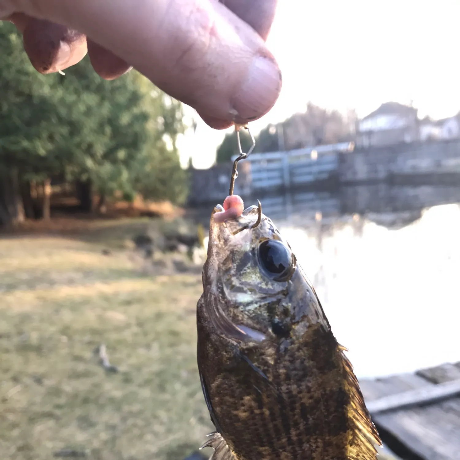 Rock bass caught on Fishbrain