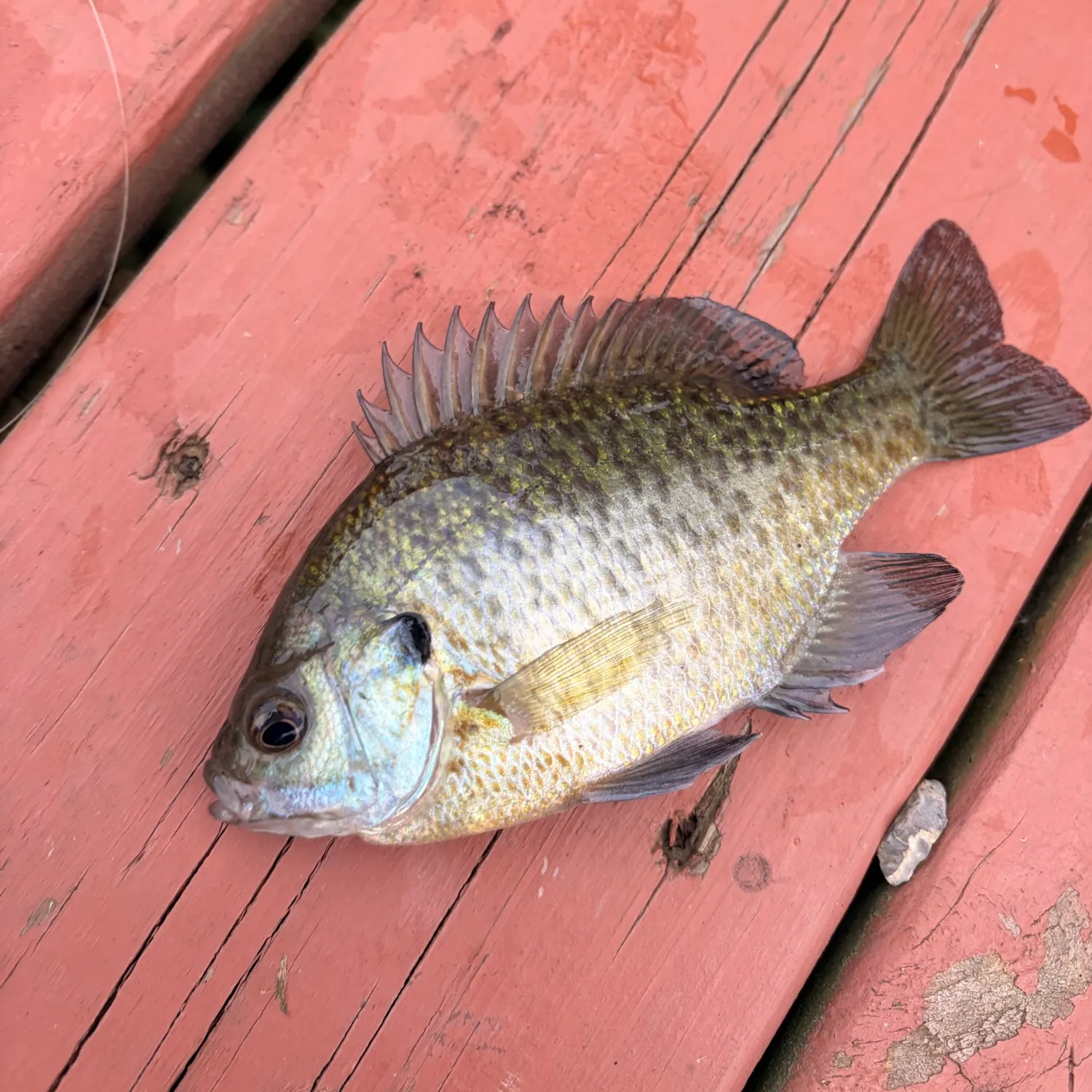 Bluegill caught on Fishbrain