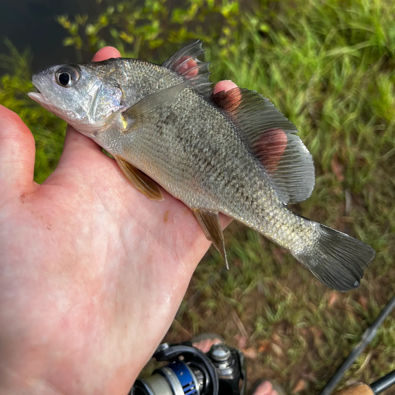 Freshwater drum caught on Fishbrain