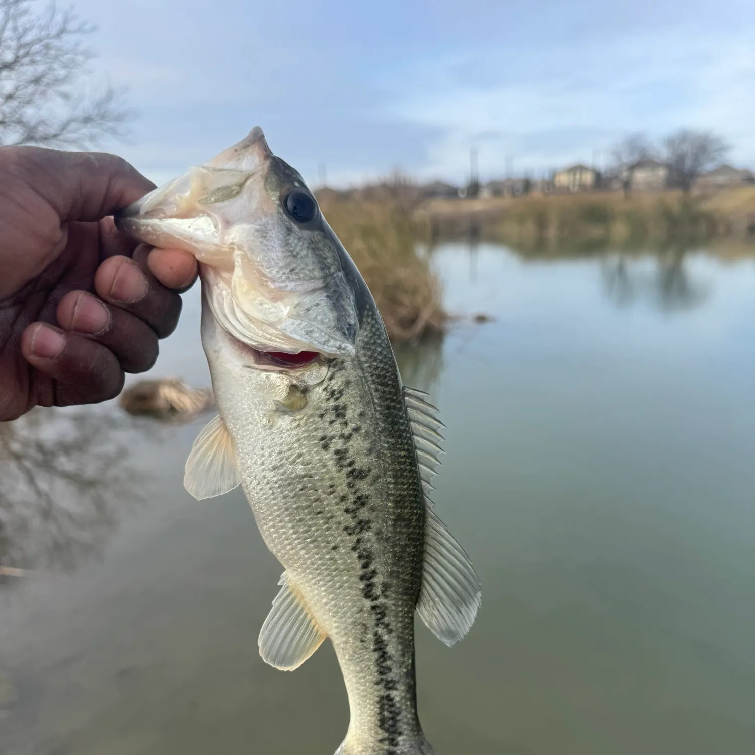 The most recent Largemouth bass catches on Fishbrain