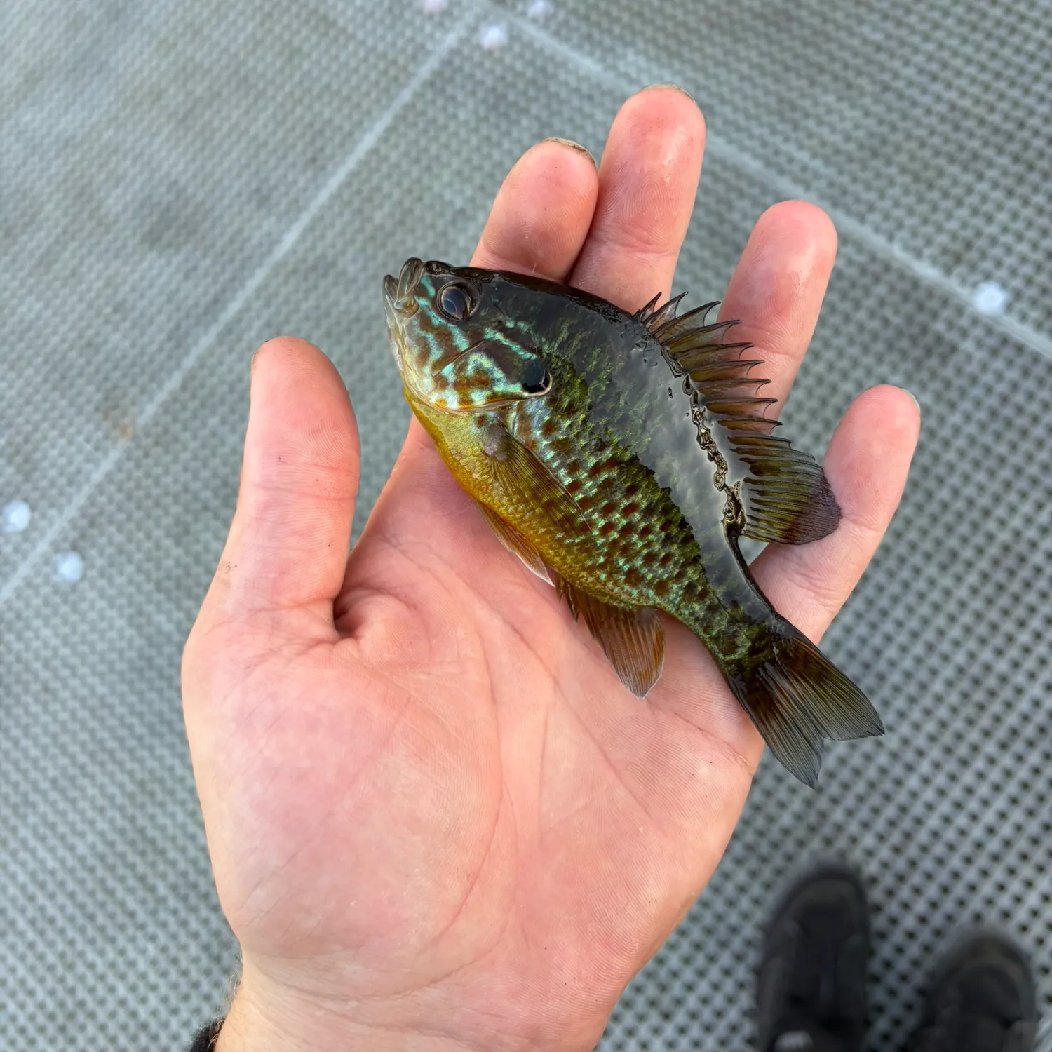 Dollar sunfish caught on Fishbrain
