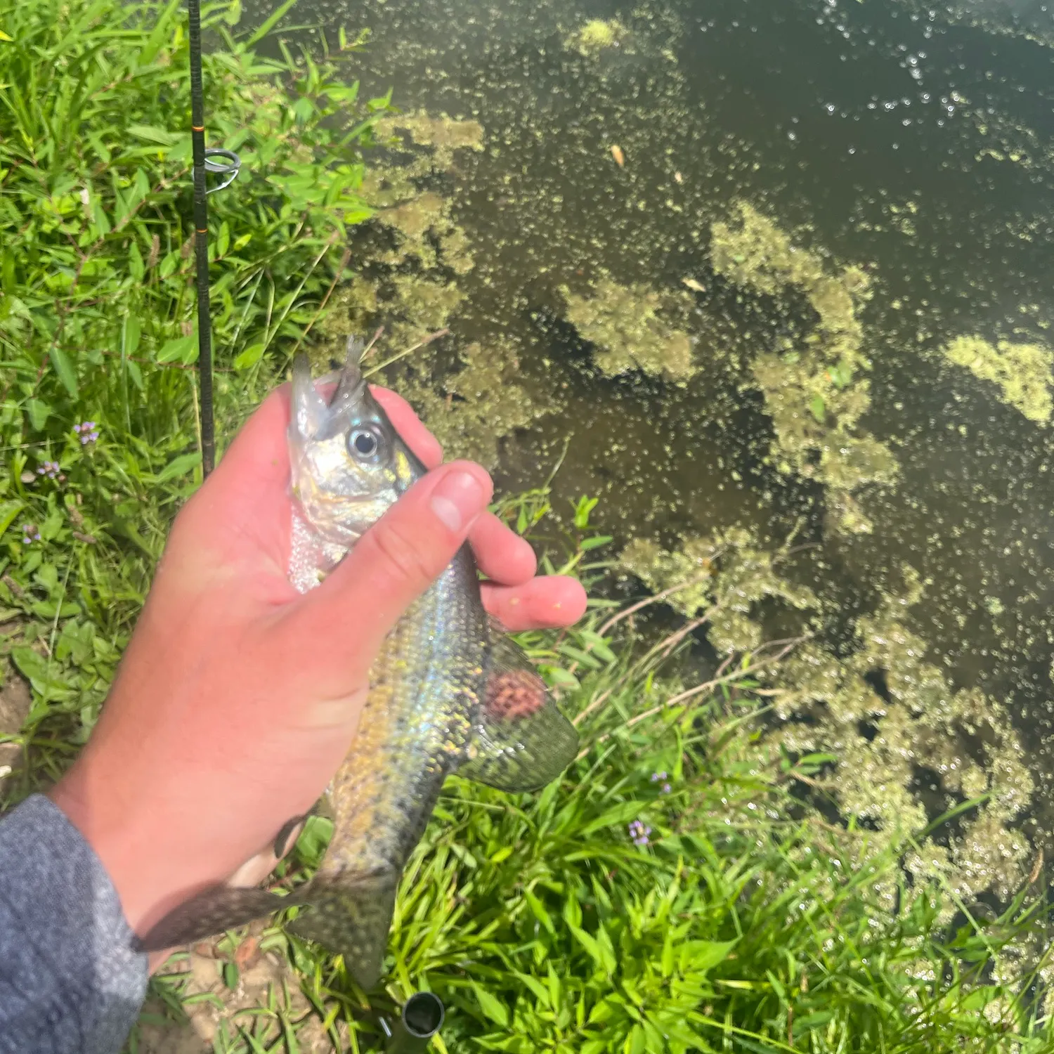 The most recent White crappie catches on Fishbrain