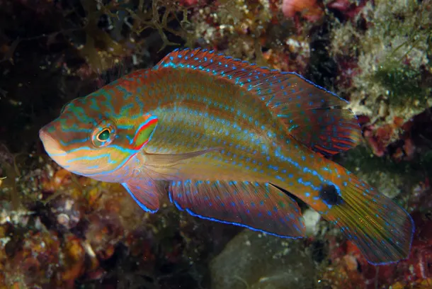 Ocellated wrasse