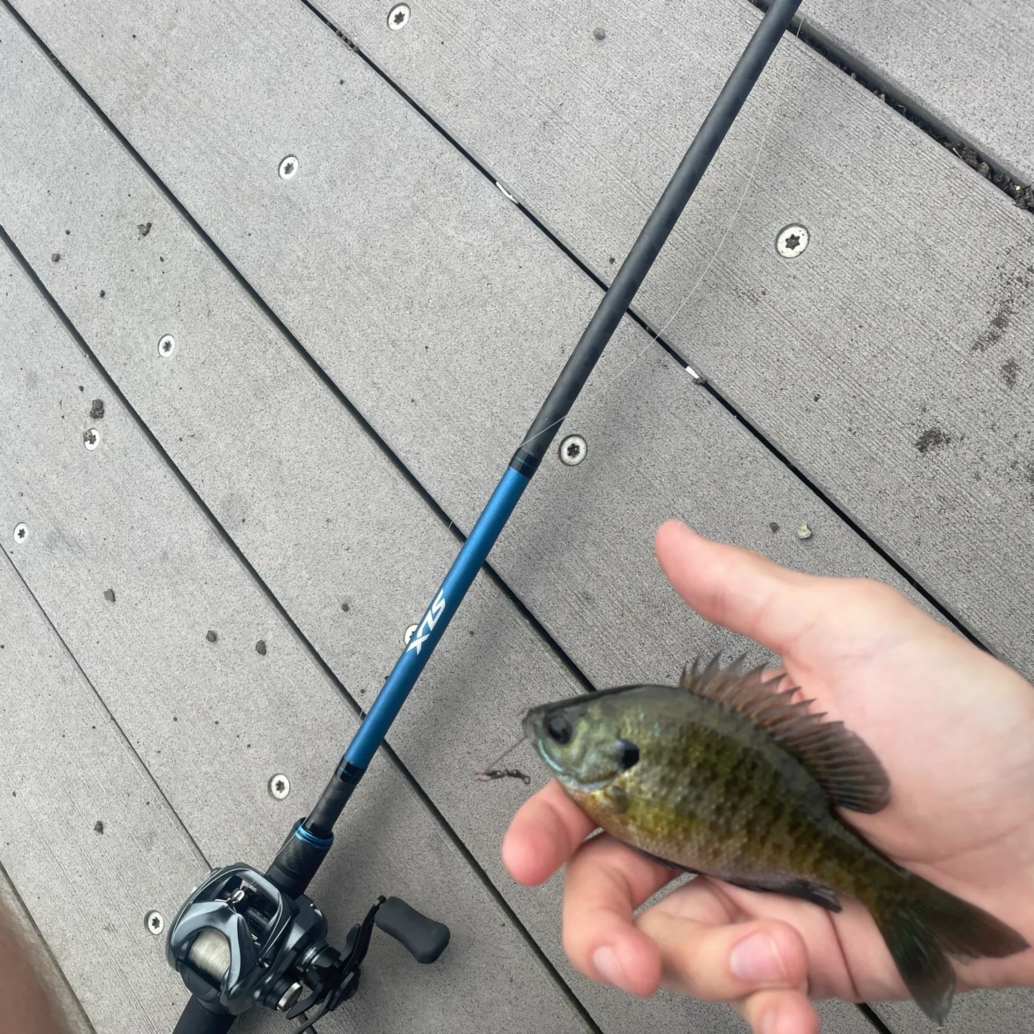 Bluegill caught on Fishbrain