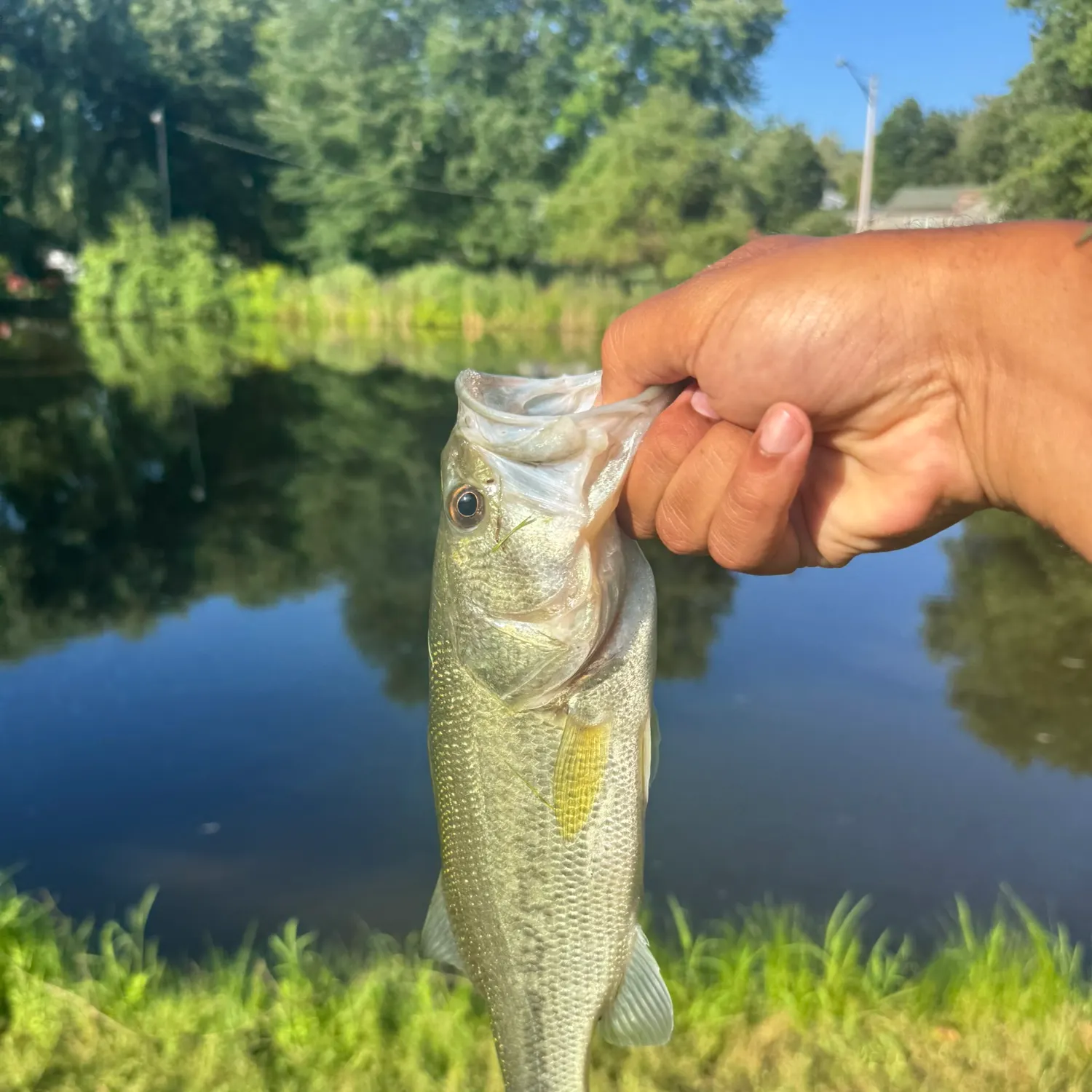 Largemouth bass caught on Fishbrain