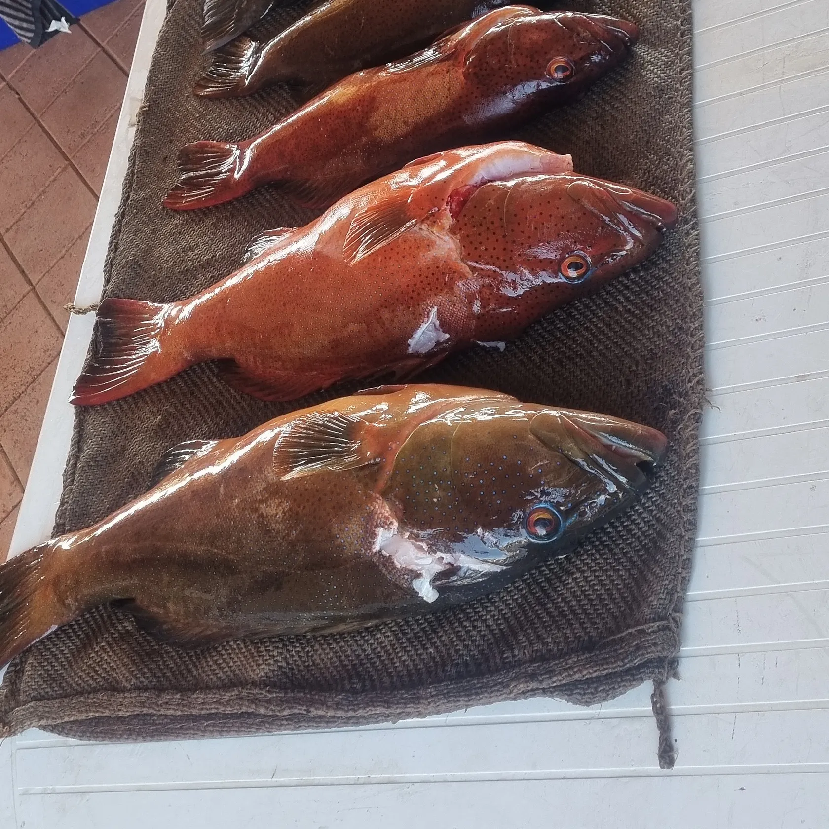 Leopard coralgrouper caught on Fishbrain
