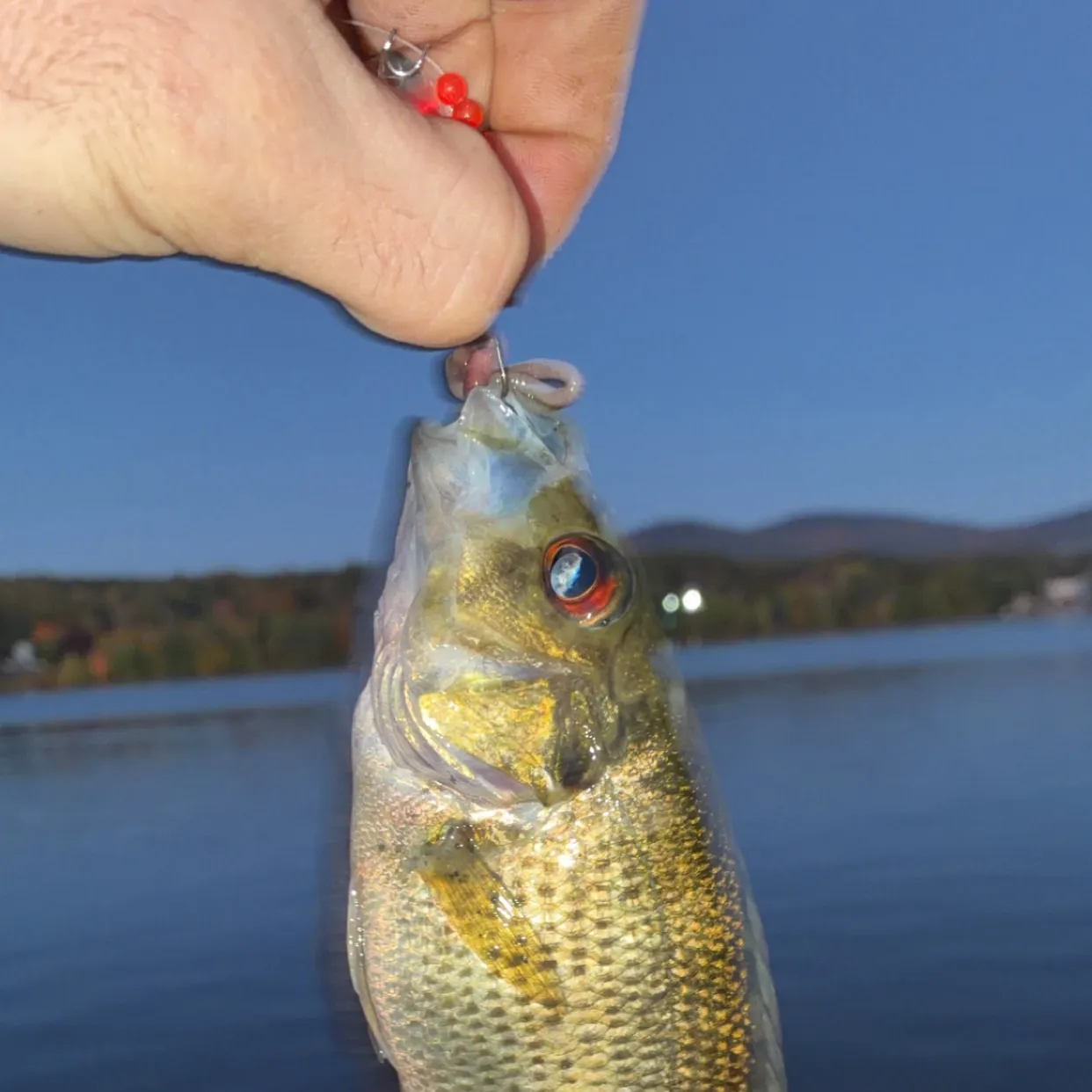 Rock bass caught on Fishbrain