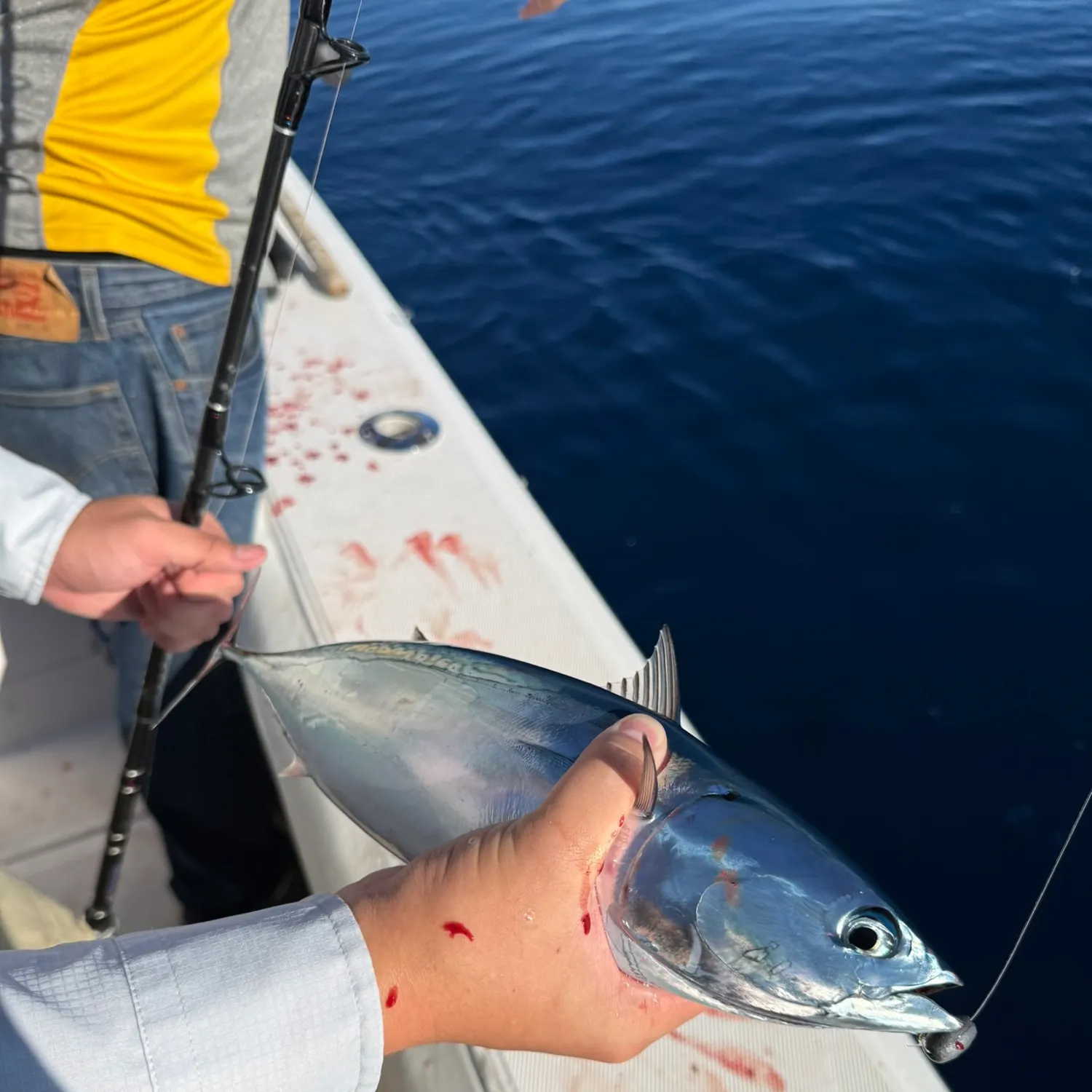 The most recent Bullet tuna catches on Fishbrain