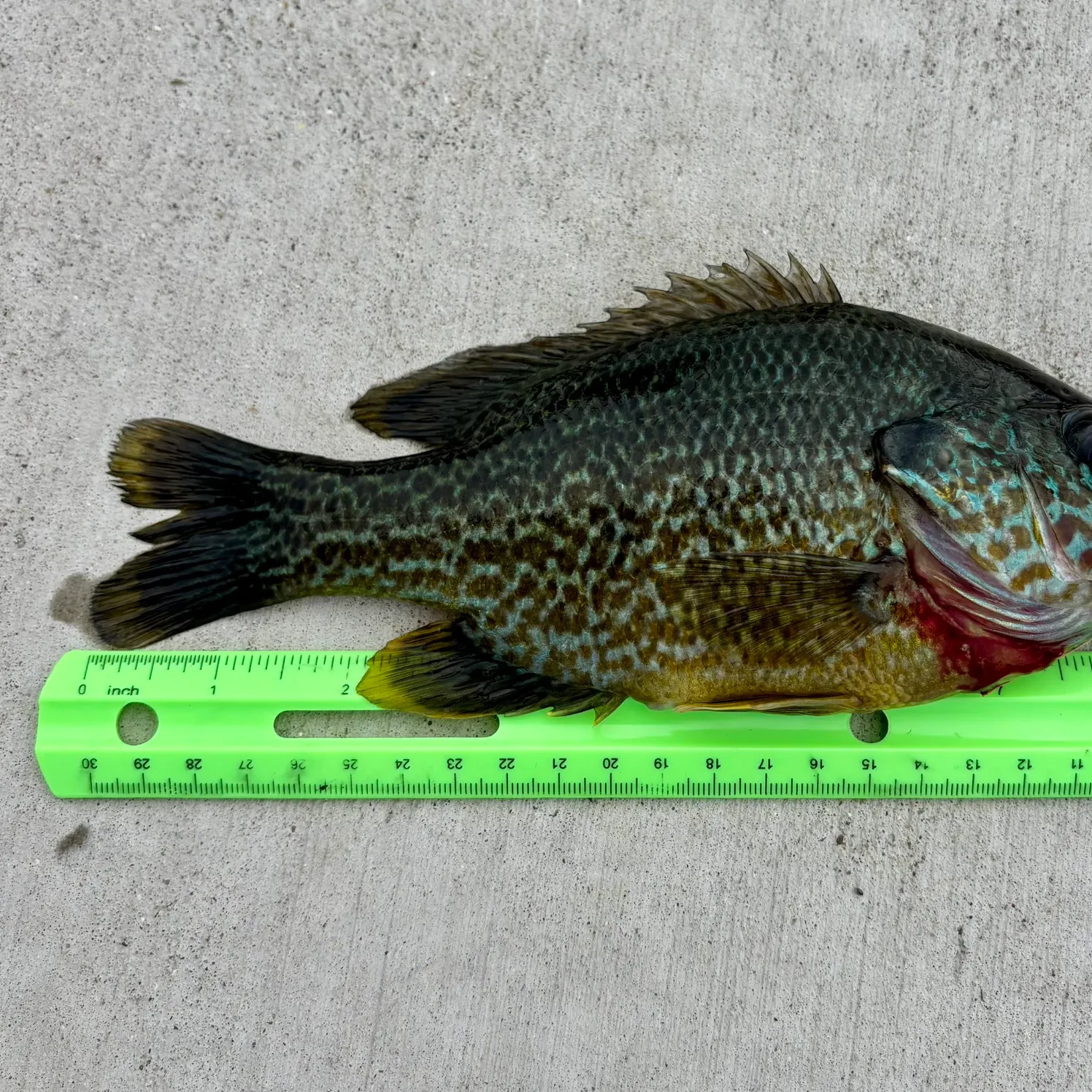 Greengill hybrid caught on Fishbrain