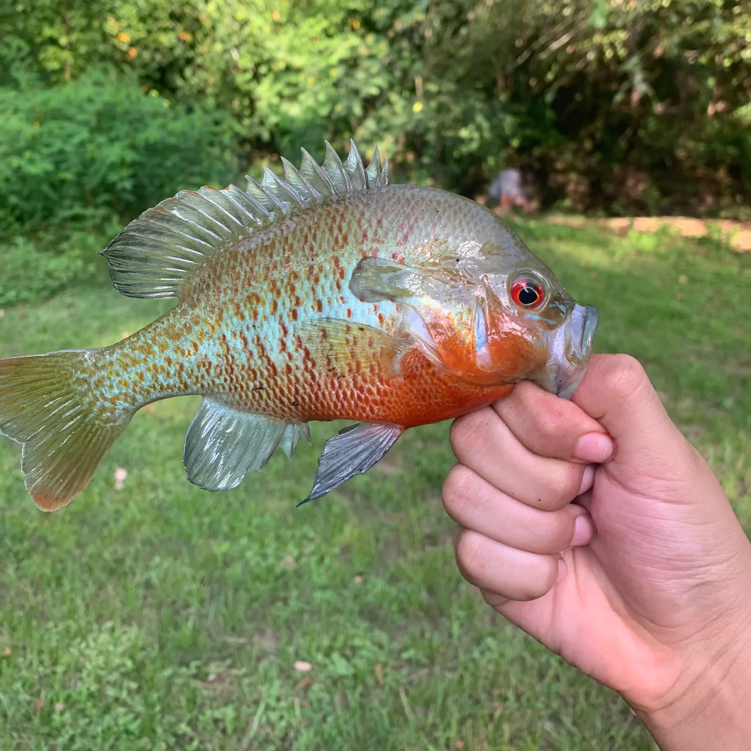 Redbreast sunfish caught on Fishbrain
