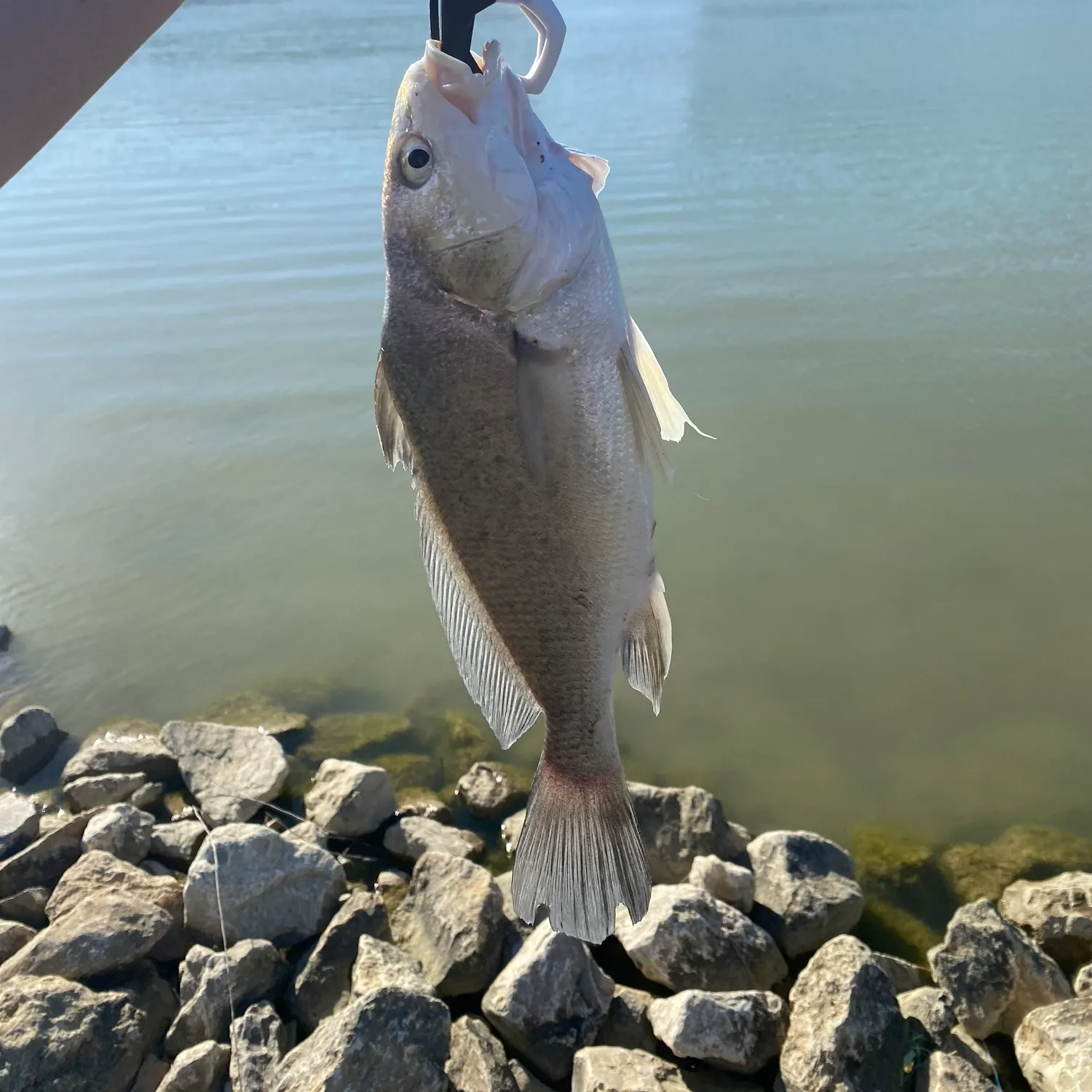 The most recent Silver perch catches on Fishbrain