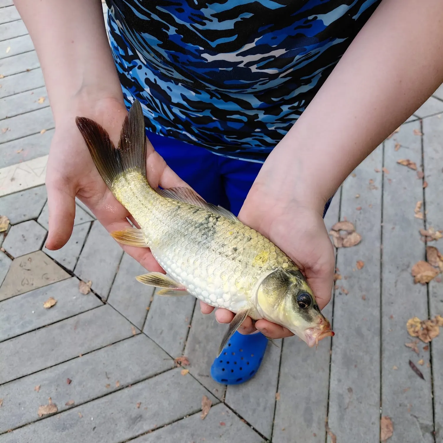 The most recent Koi x common carp catches on Fishbrain