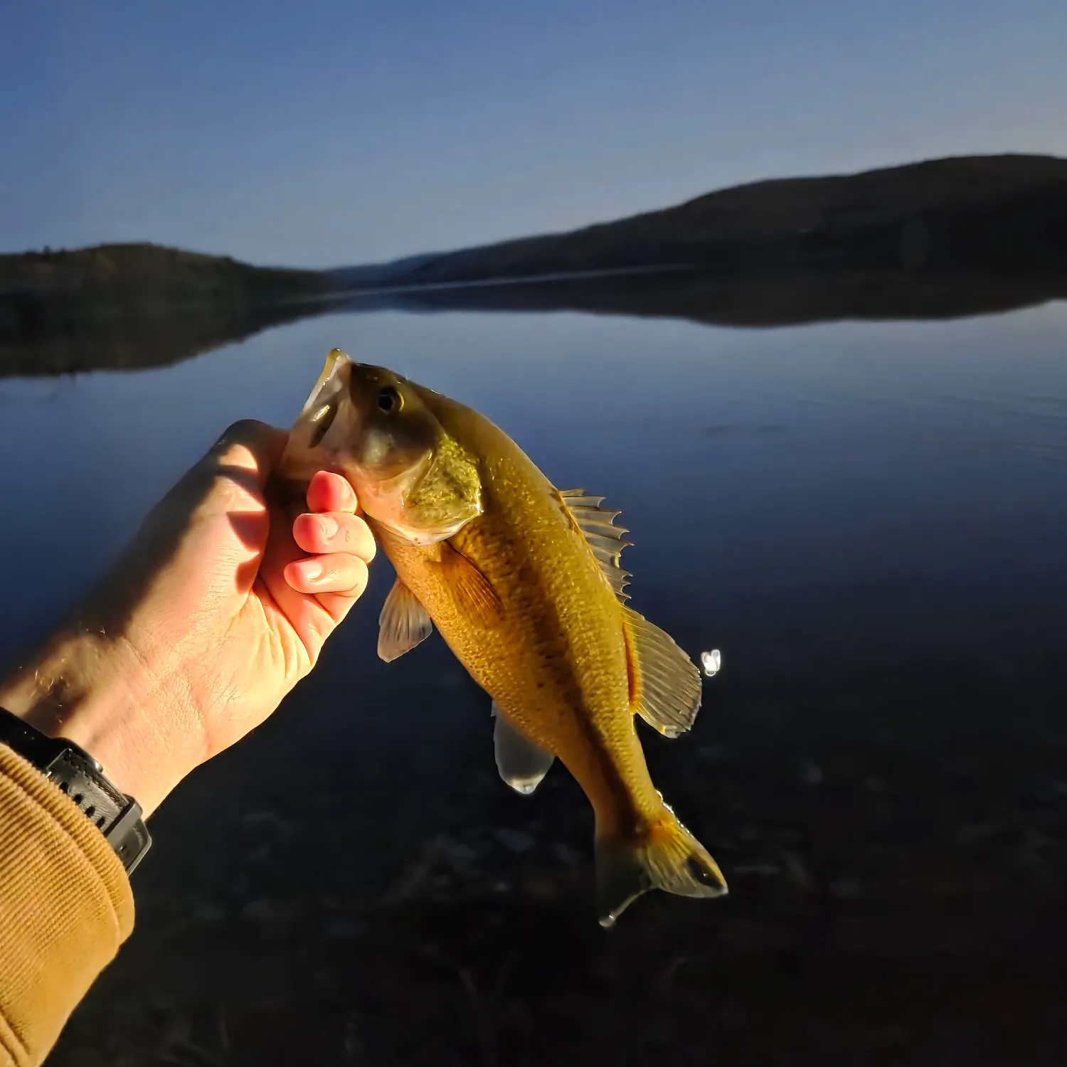 Smallmouth bass caught on Fishbrain