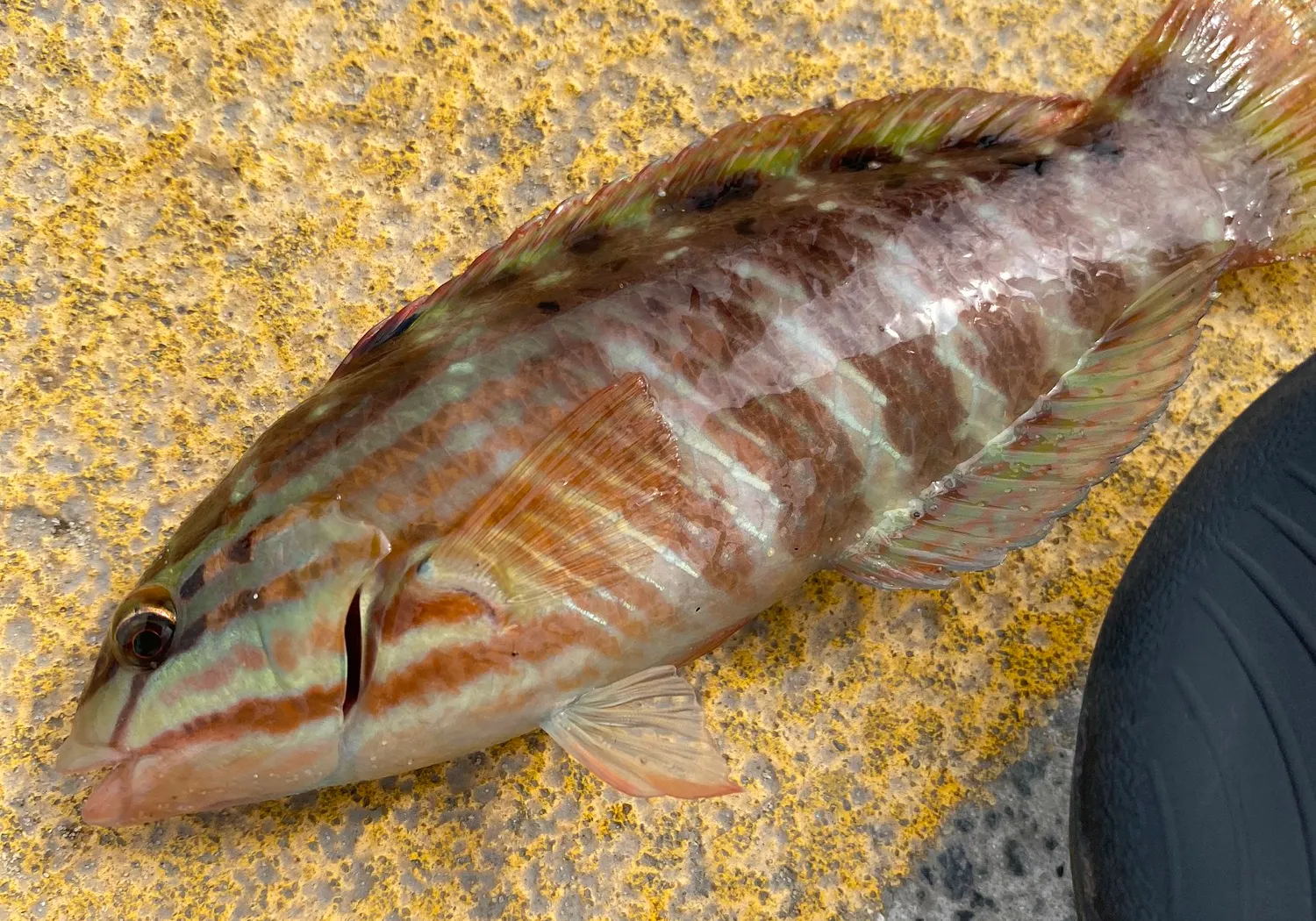 Gunther's wrasse