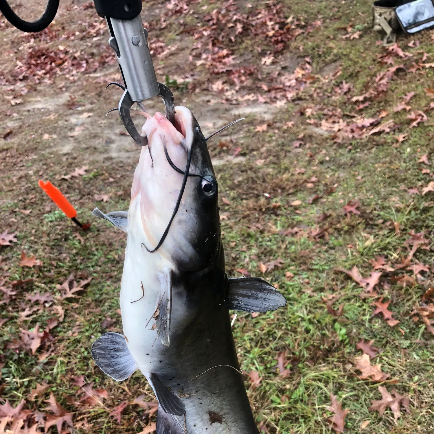 The most recent Channel catfish catches on Fishbrain