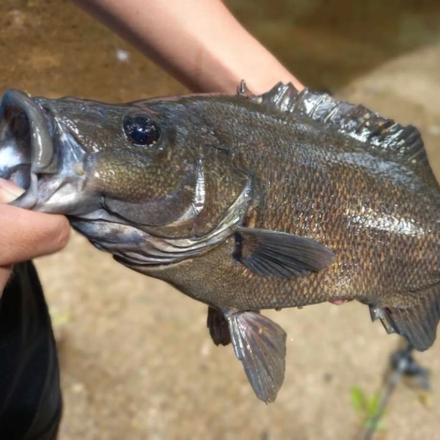 The most popular recent Sooty grunter catch on Fishbrain