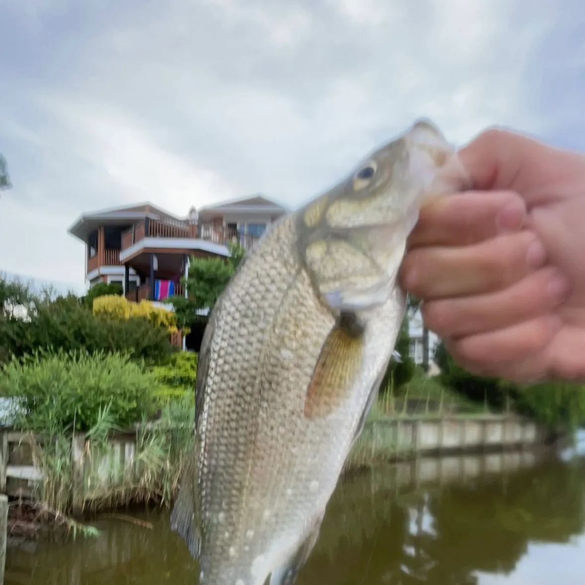 White perch caught on Fishbrain