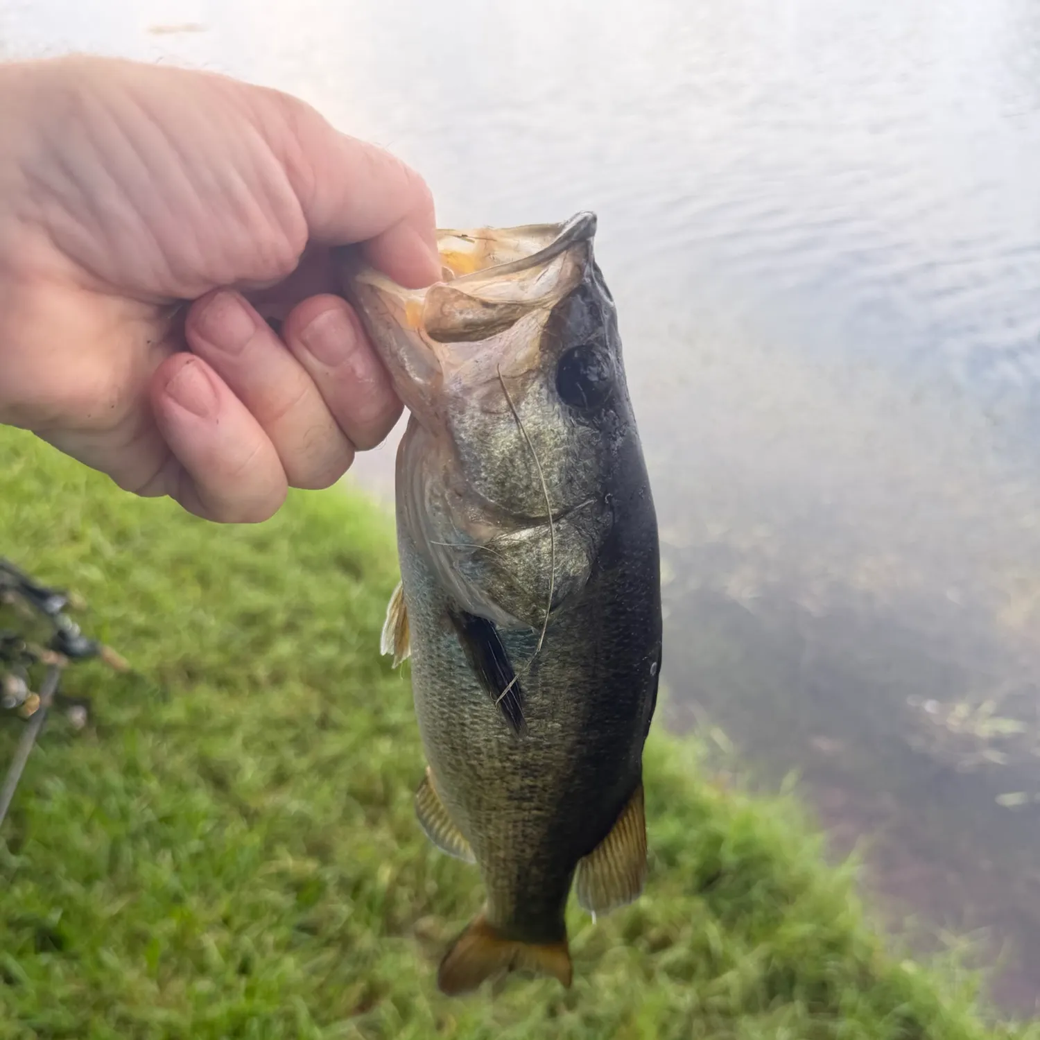 Florida bass caught on Fishbrain