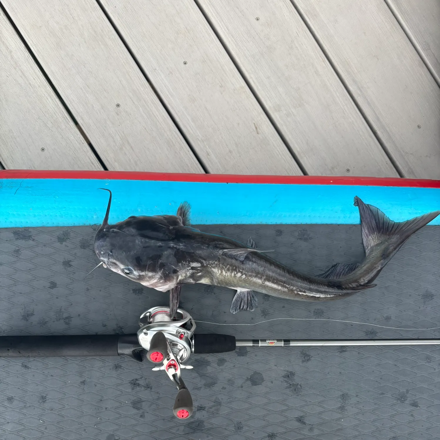 Channel catfish caught on Fishbrain