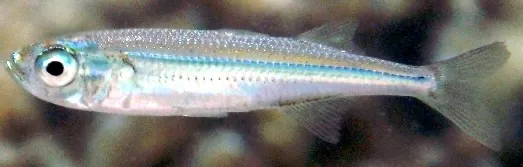 Big-scale sand smelt