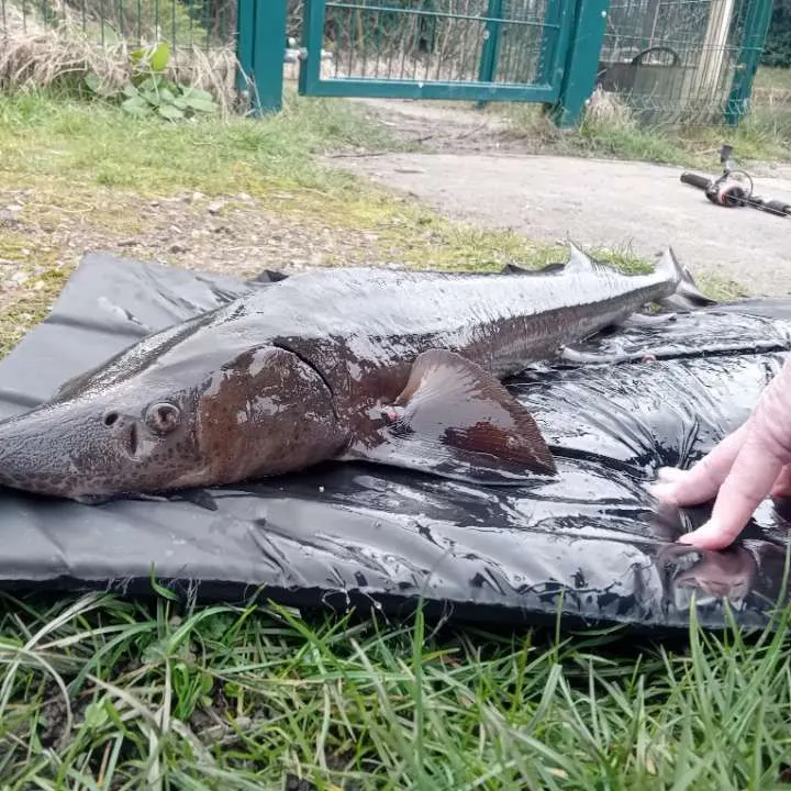 The most recent Green sturgeon catches on Fishbrain