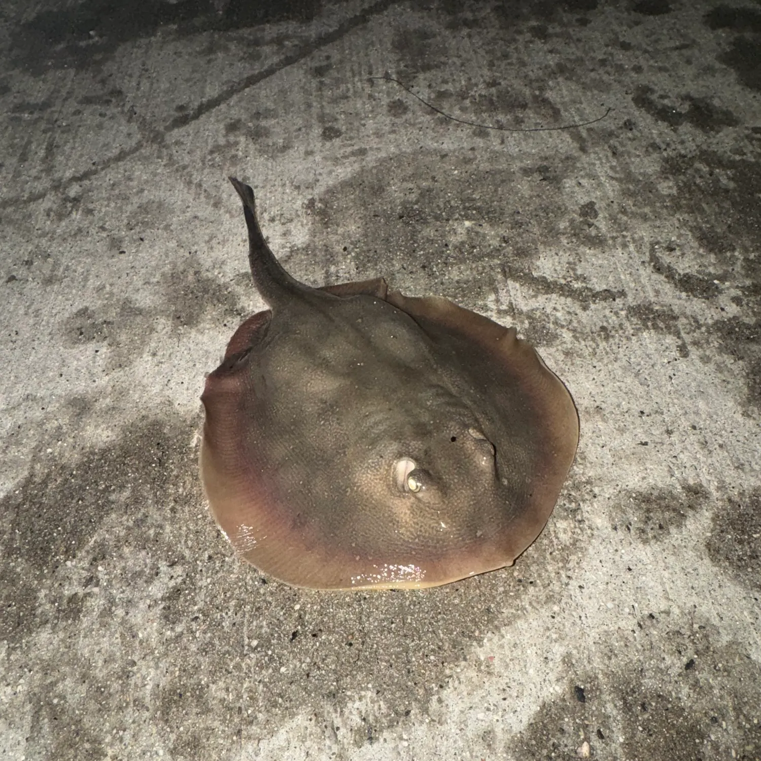 The most recent Haller's round ray catches on Fishbrain
