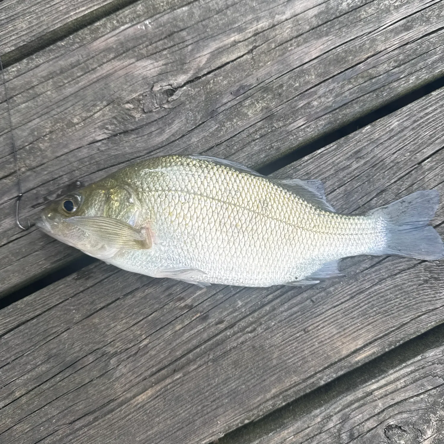 White perch caught on Fishbrain