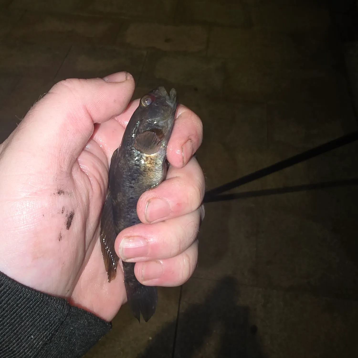 The most recent Black goby catches on Fishbrain
