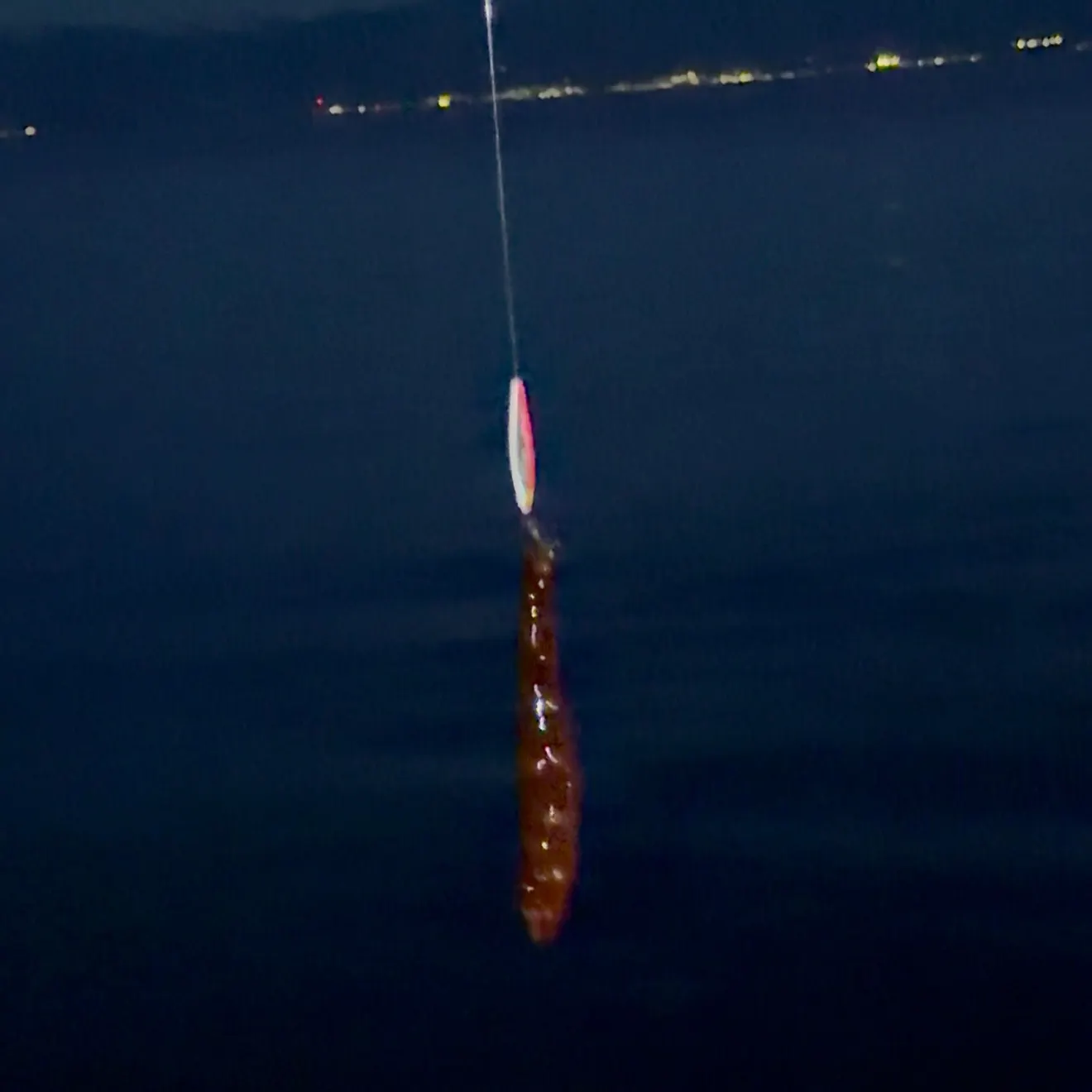 The most recent Cucumberfish catches on Fishbrain