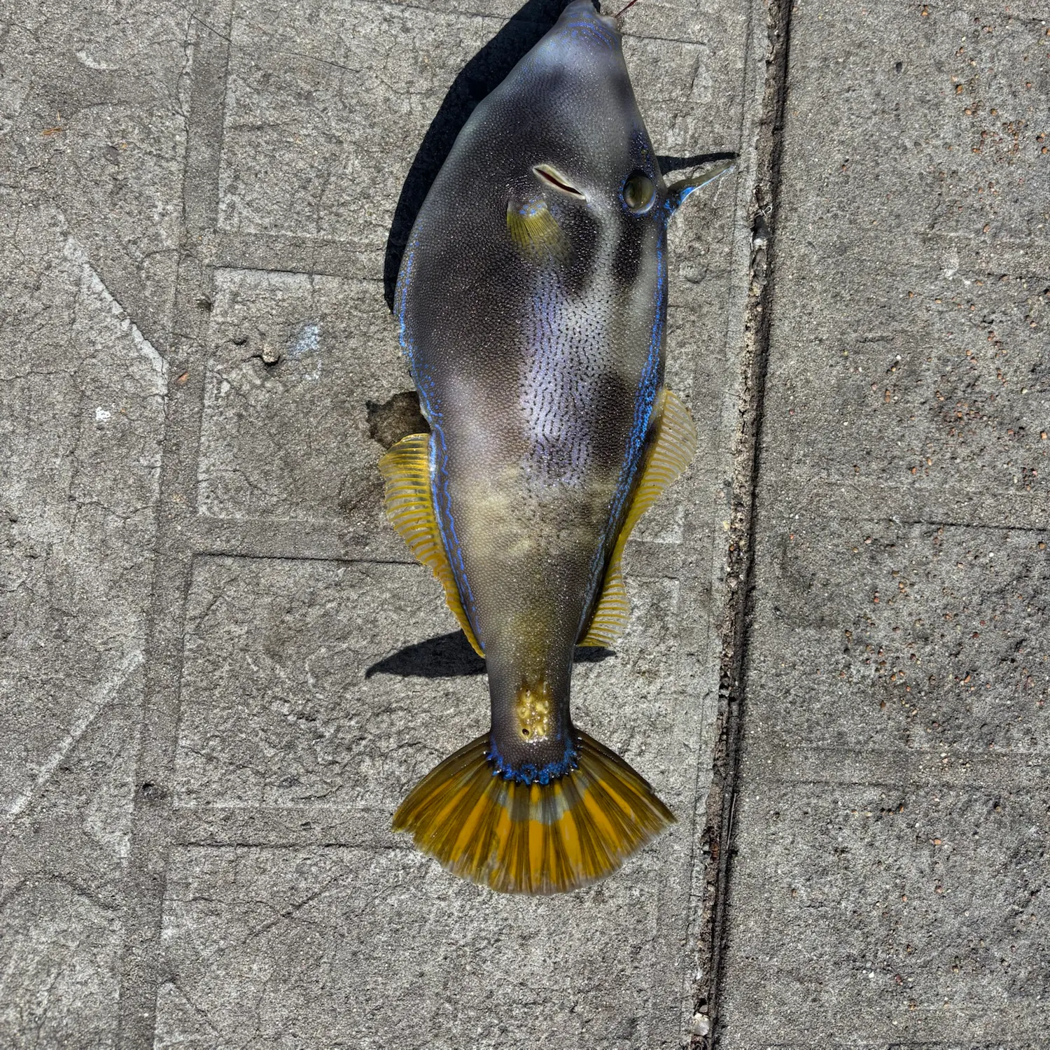 Yellowfin leatherjacket caught on Fishbrain